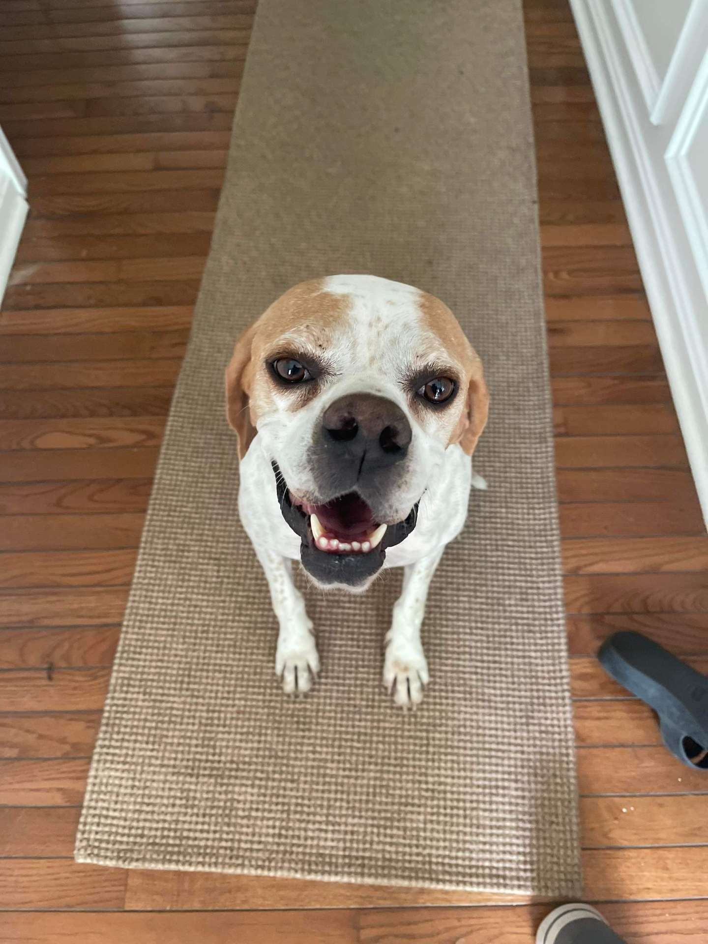 Chester