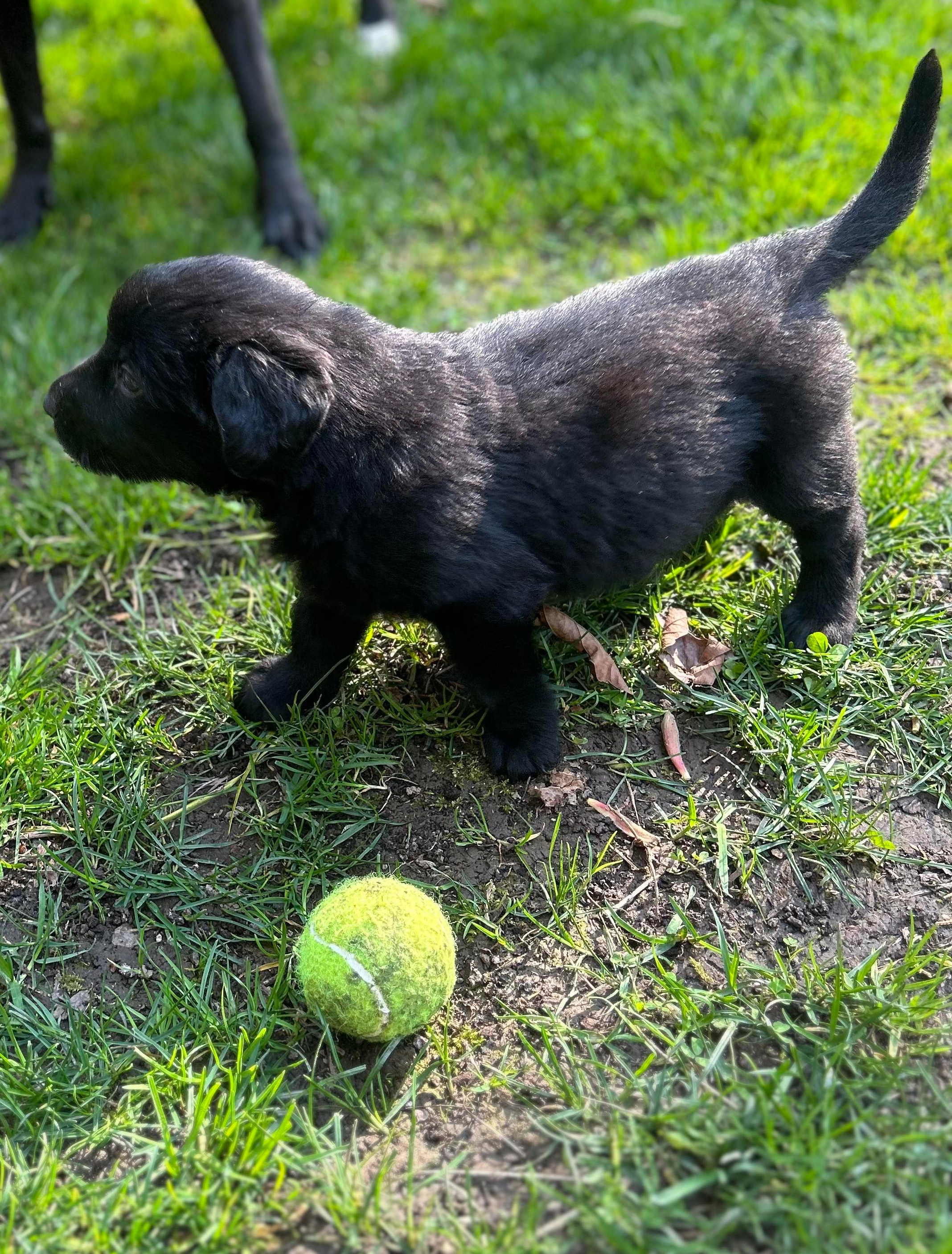 Jet