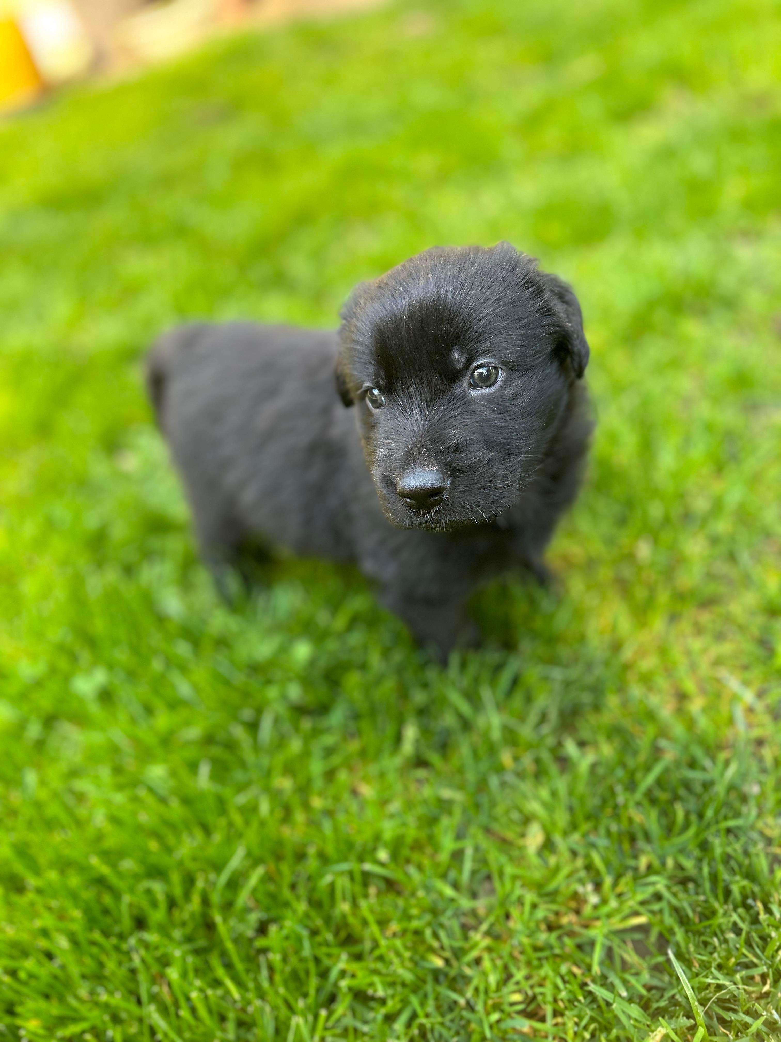 Jet