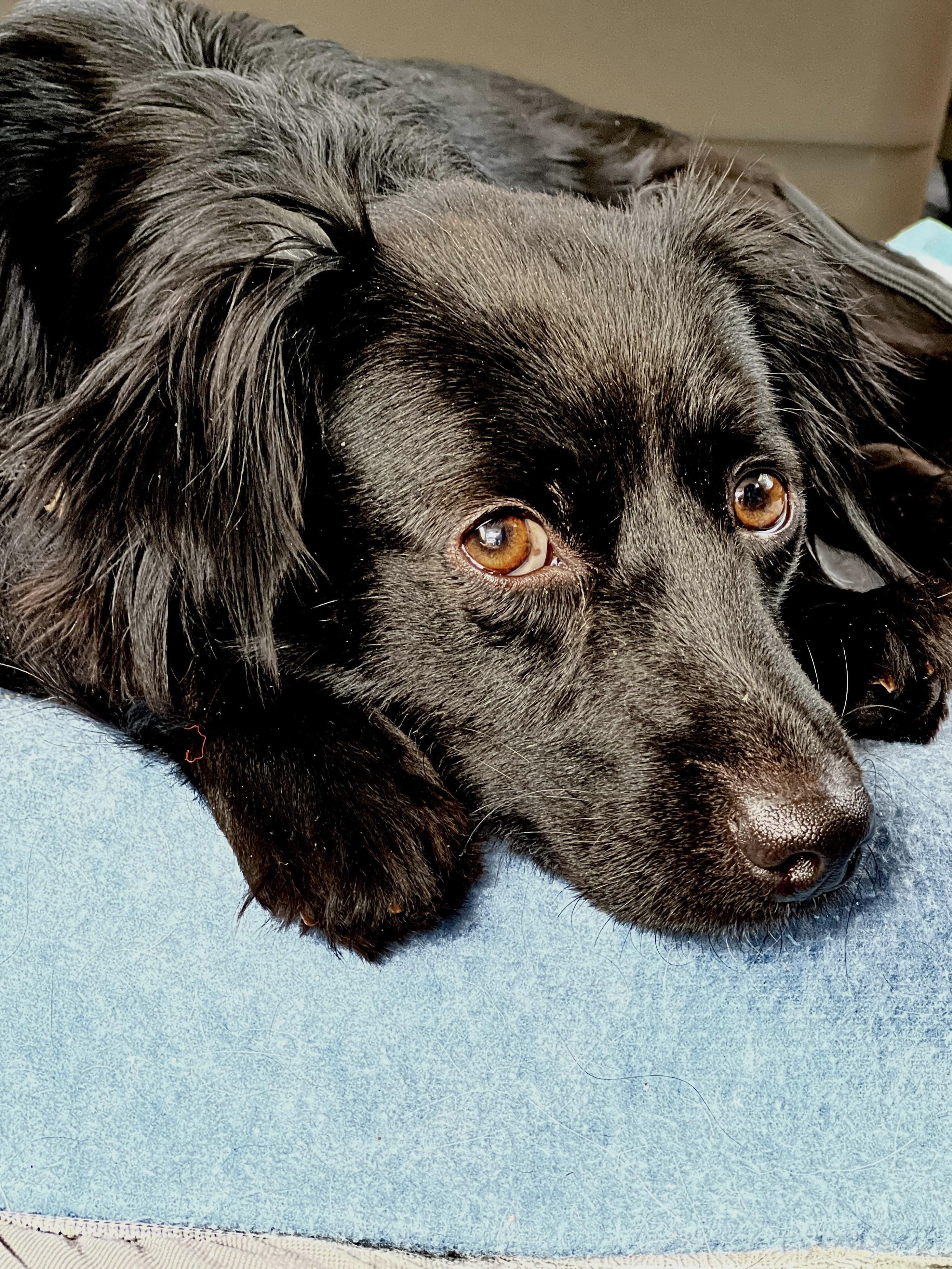 Java (fka Licorice)
