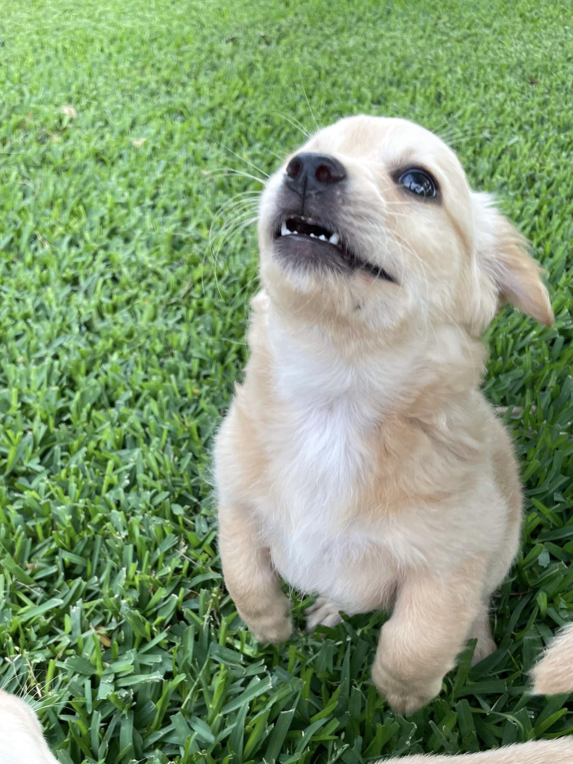 Penny (fka Chenille)