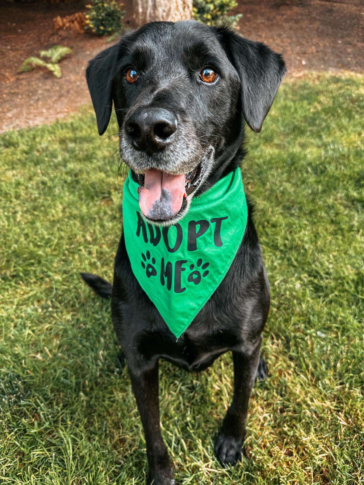 Boomer - Application Limit Exceeded