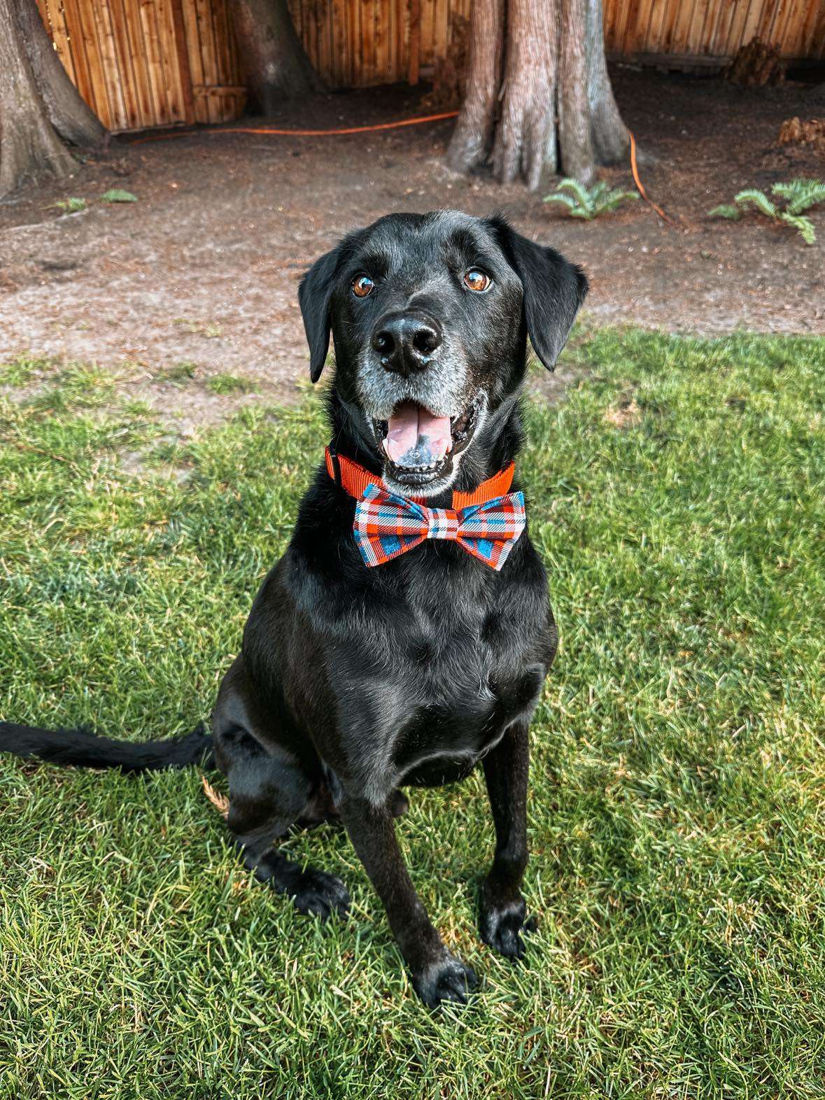 Boomer - Application Limit Exceeded