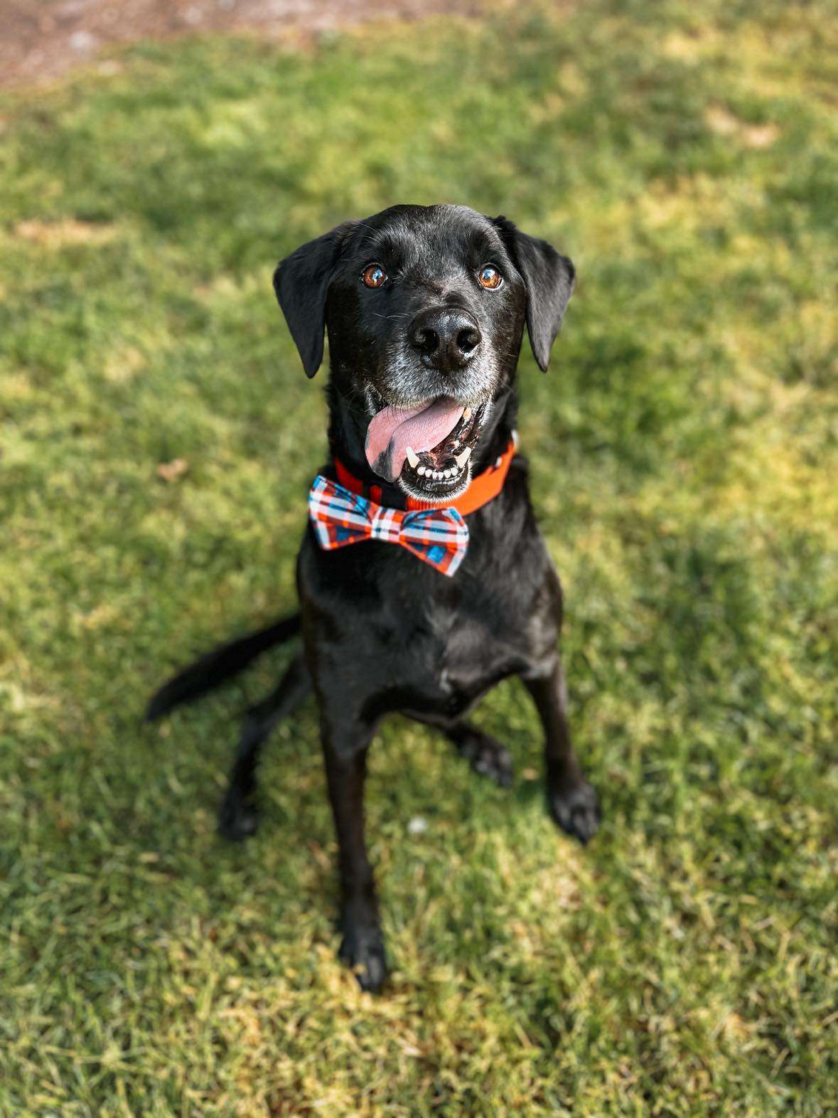 Boomer - Application Limit Exceeded