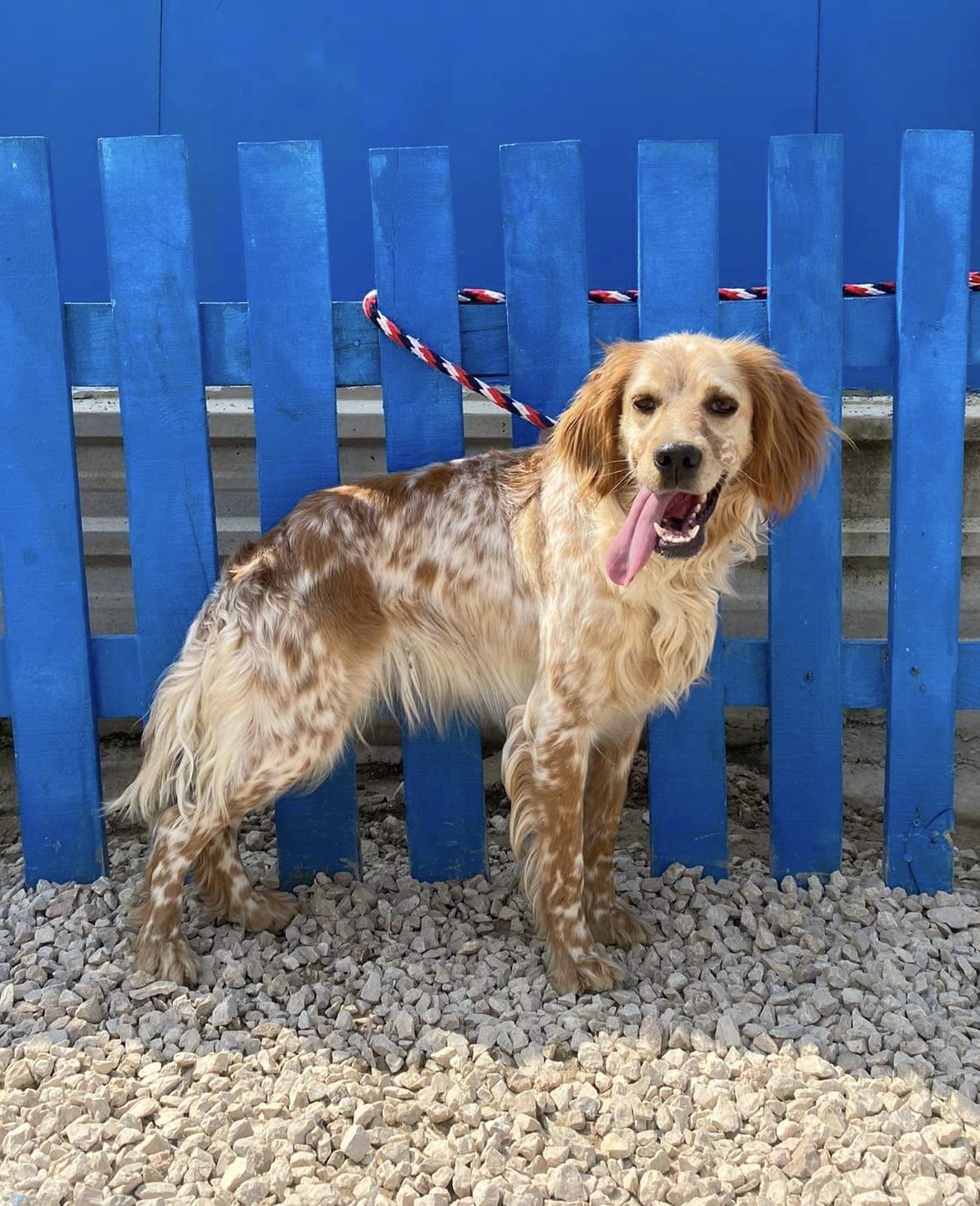 Marmalade