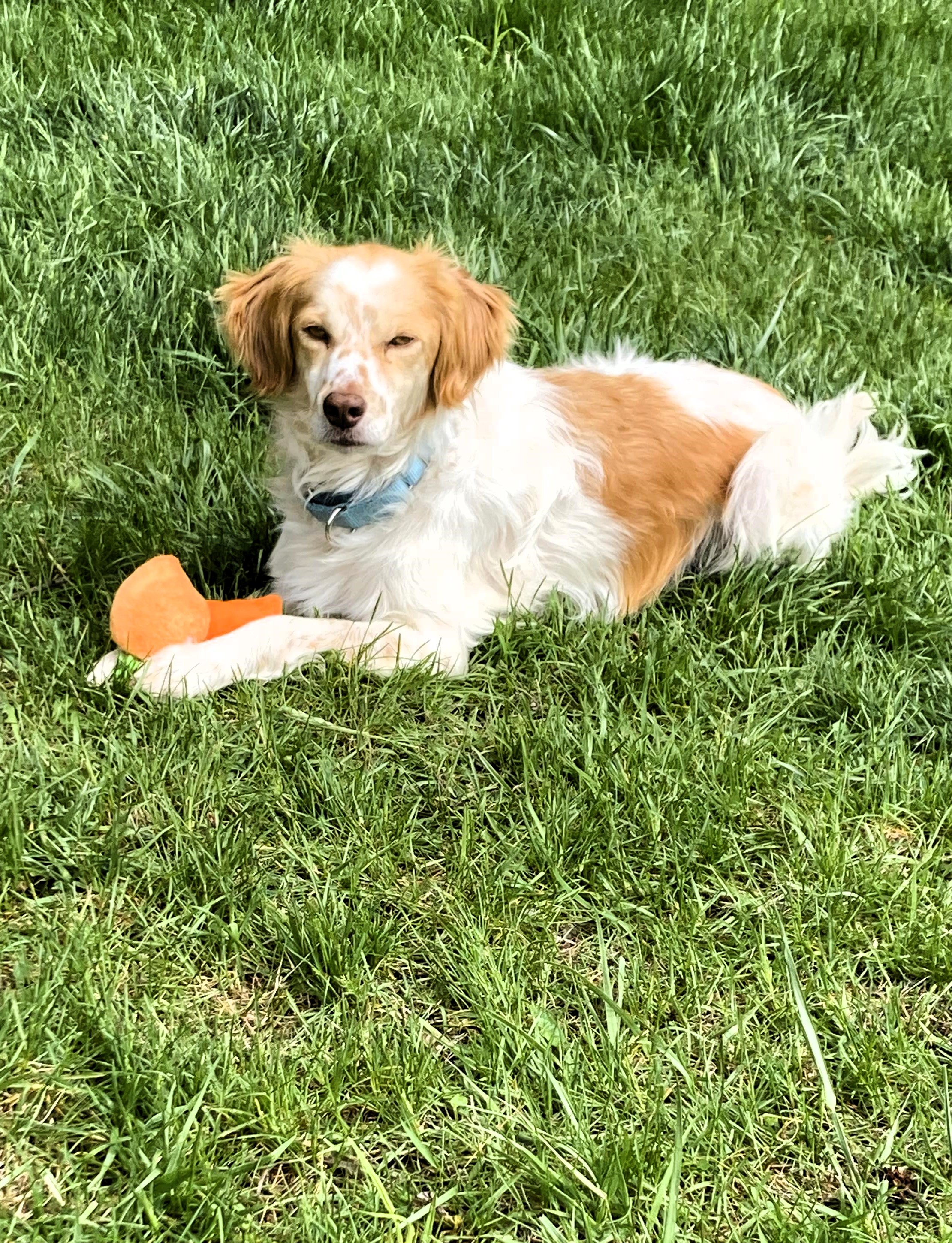 Pierogi