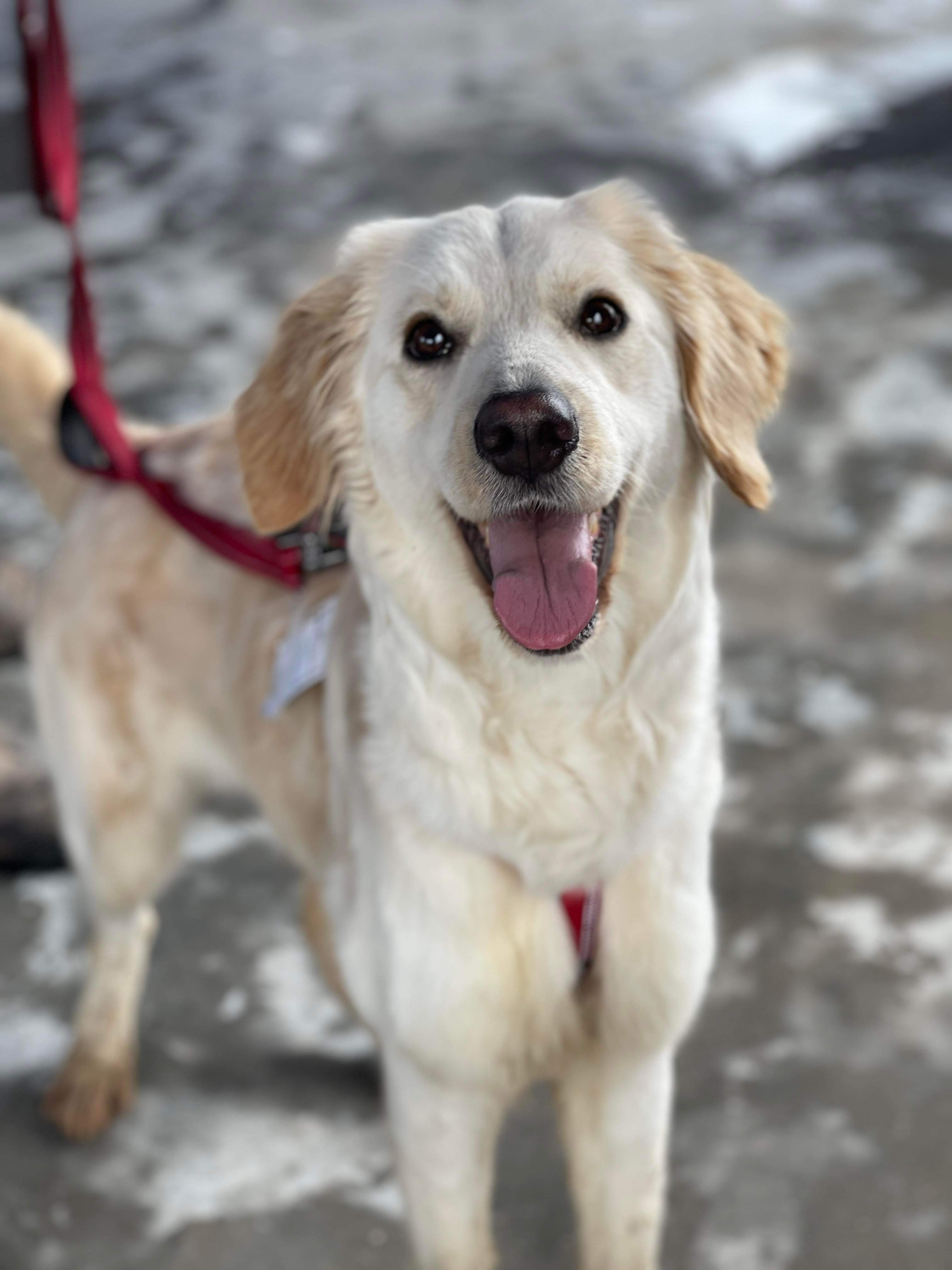 Teagan