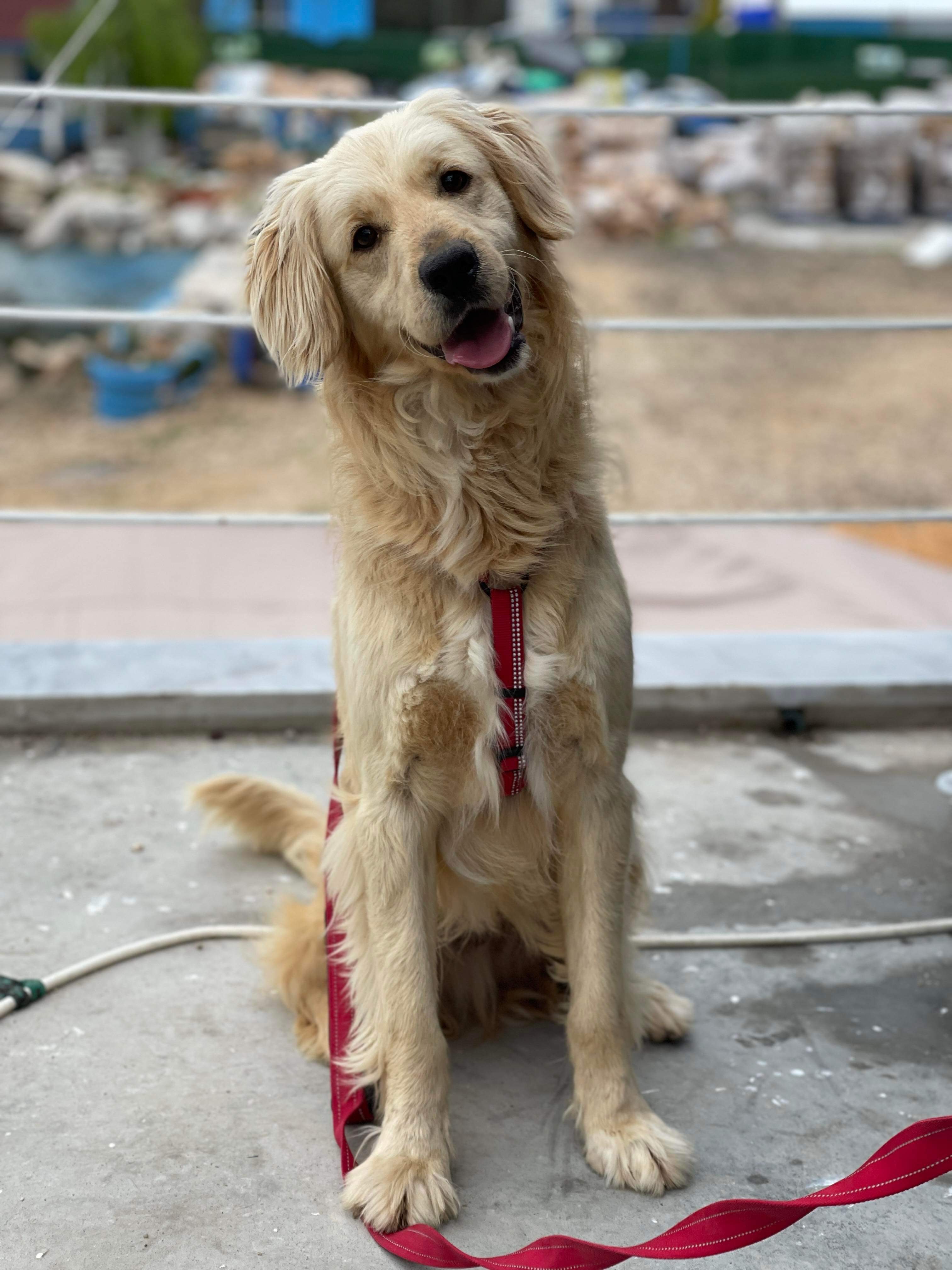 Sawyer - APPLICATION LIMIT EXCEEDED 