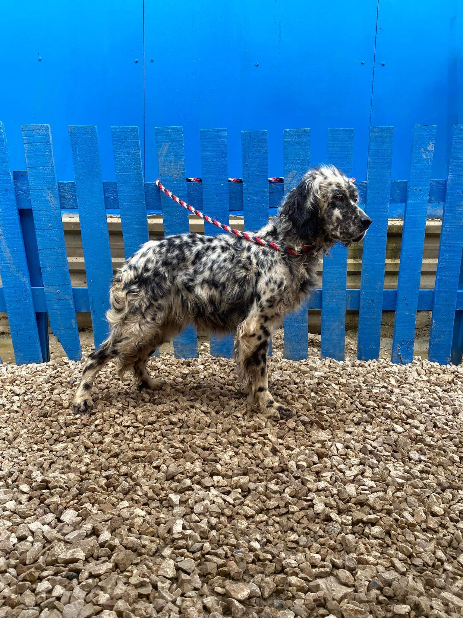 Lucille