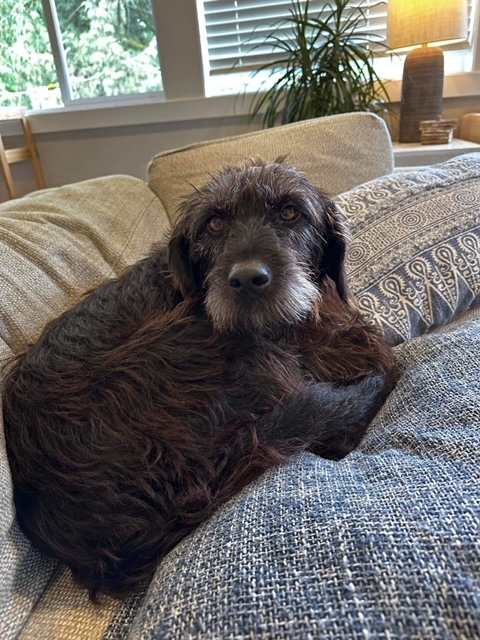 Sylvie 