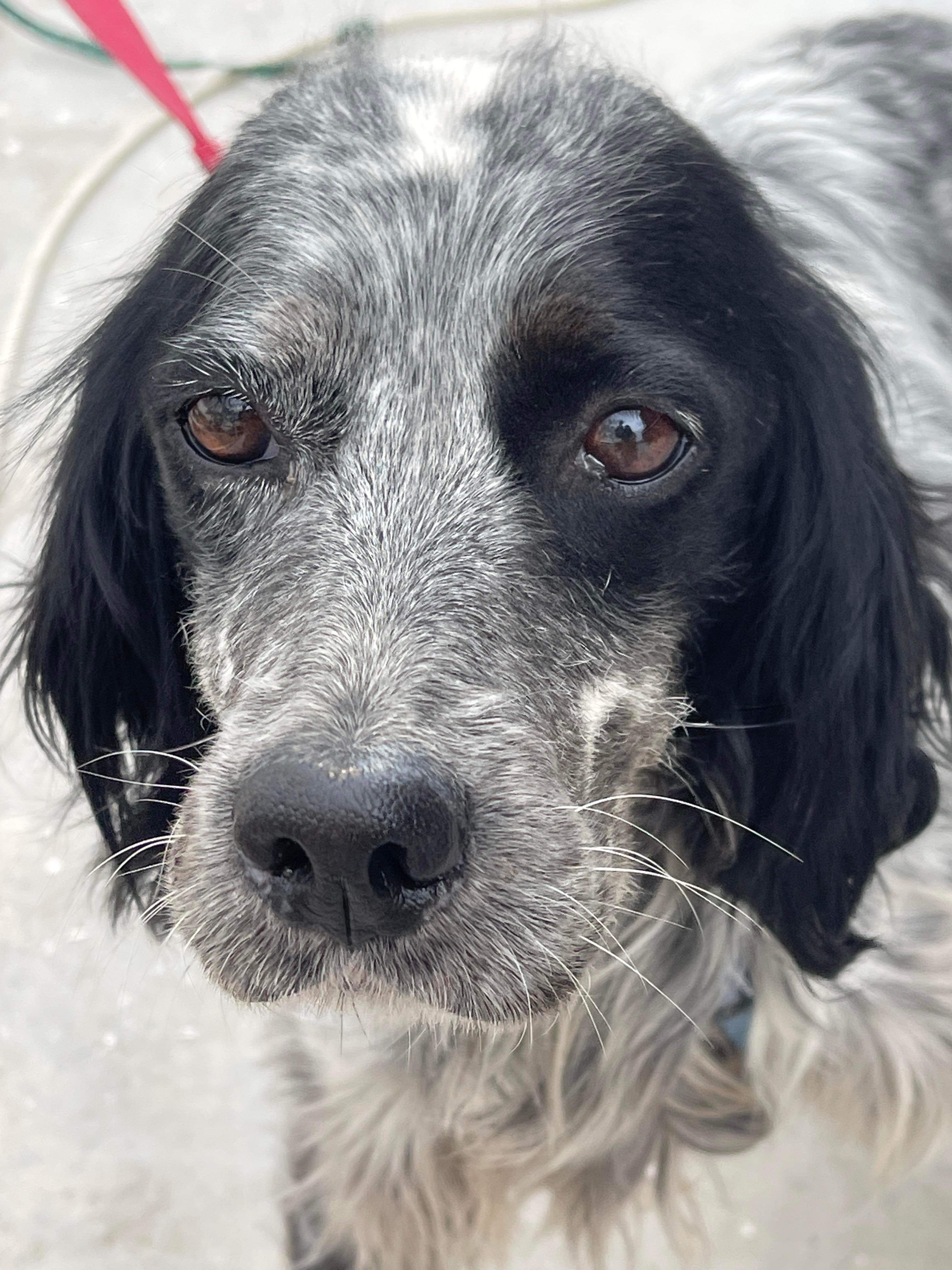 Daphne (fka Pippi)
