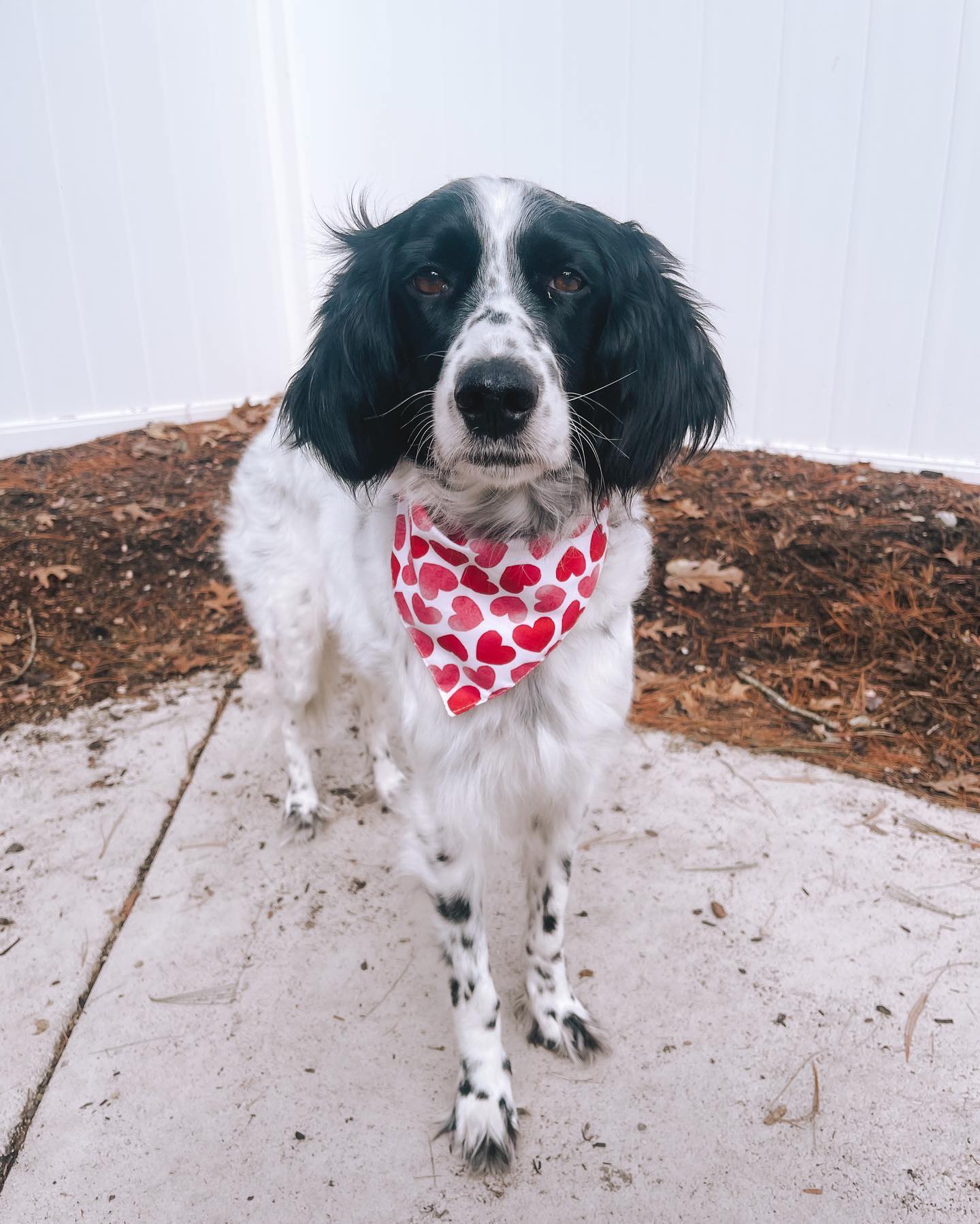 Dottie