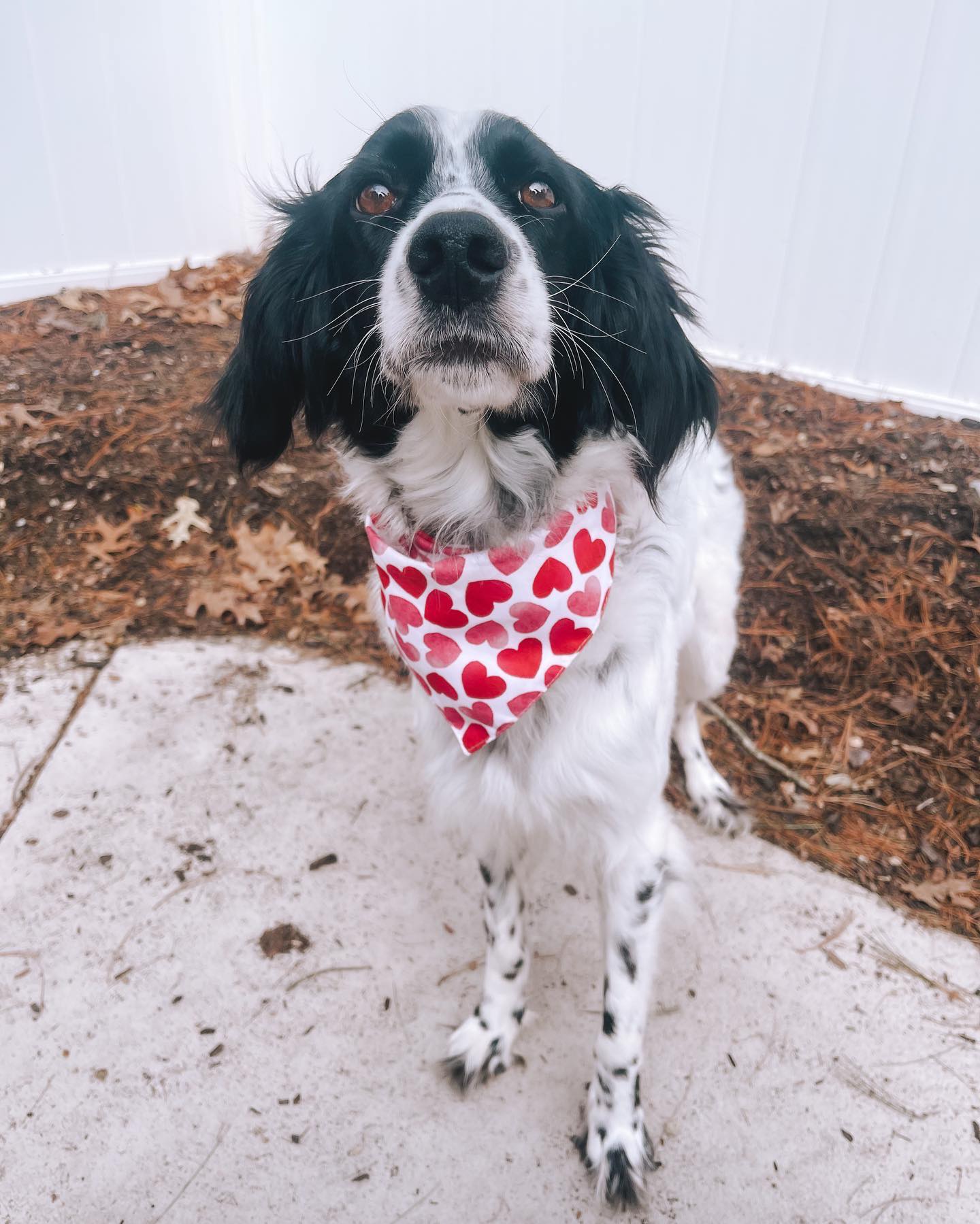 Dottie