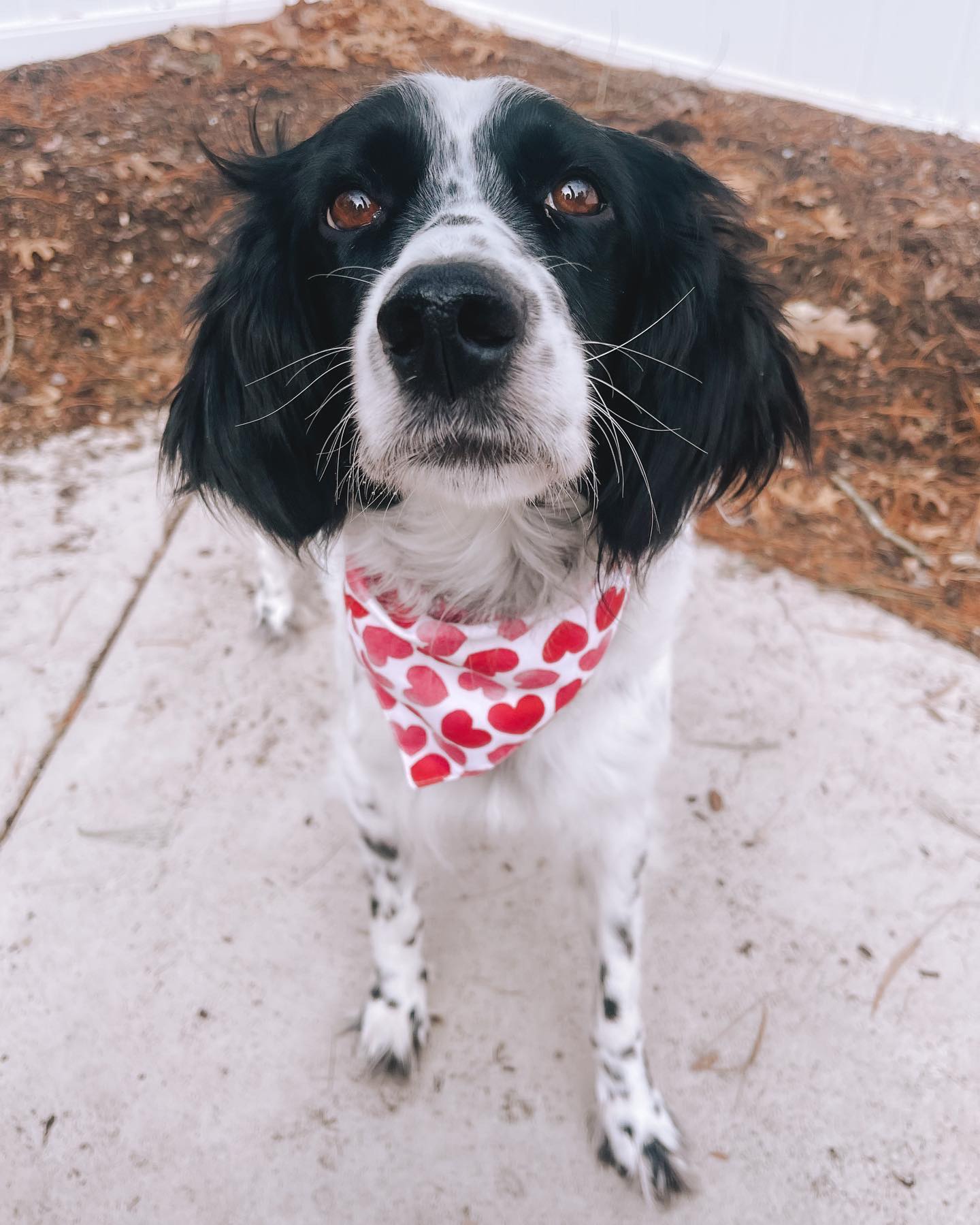 Dottie