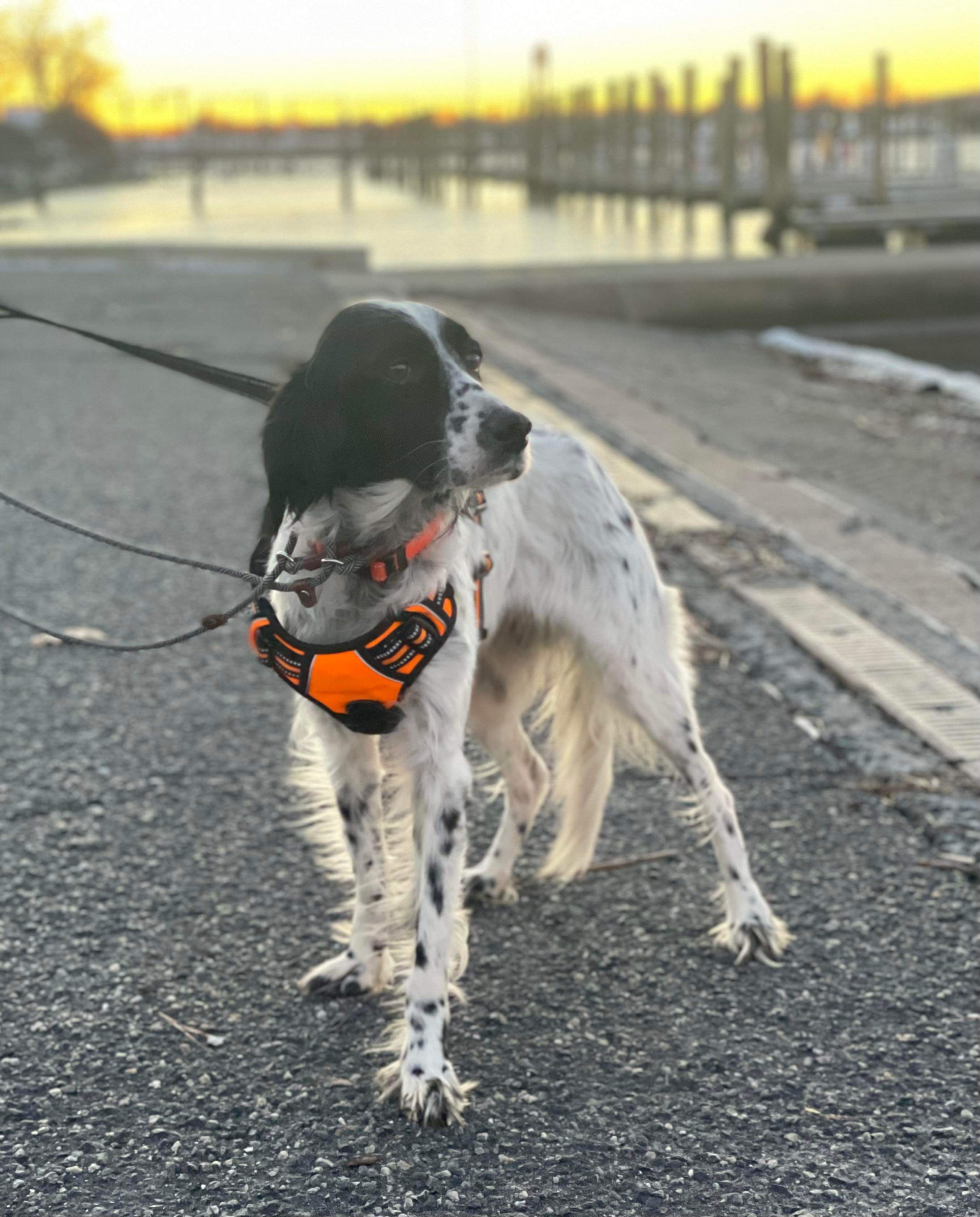 Dottie