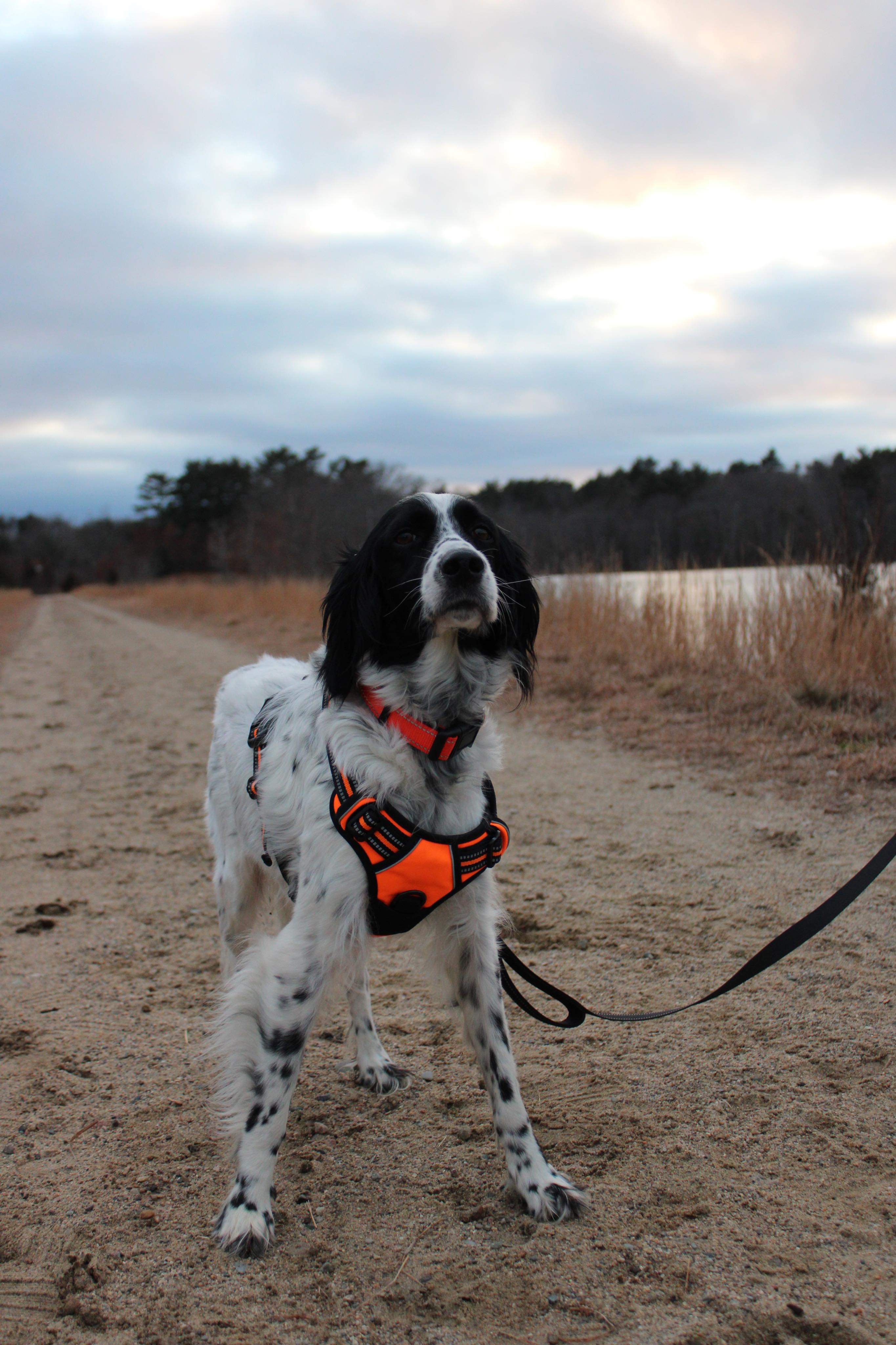 Dottie