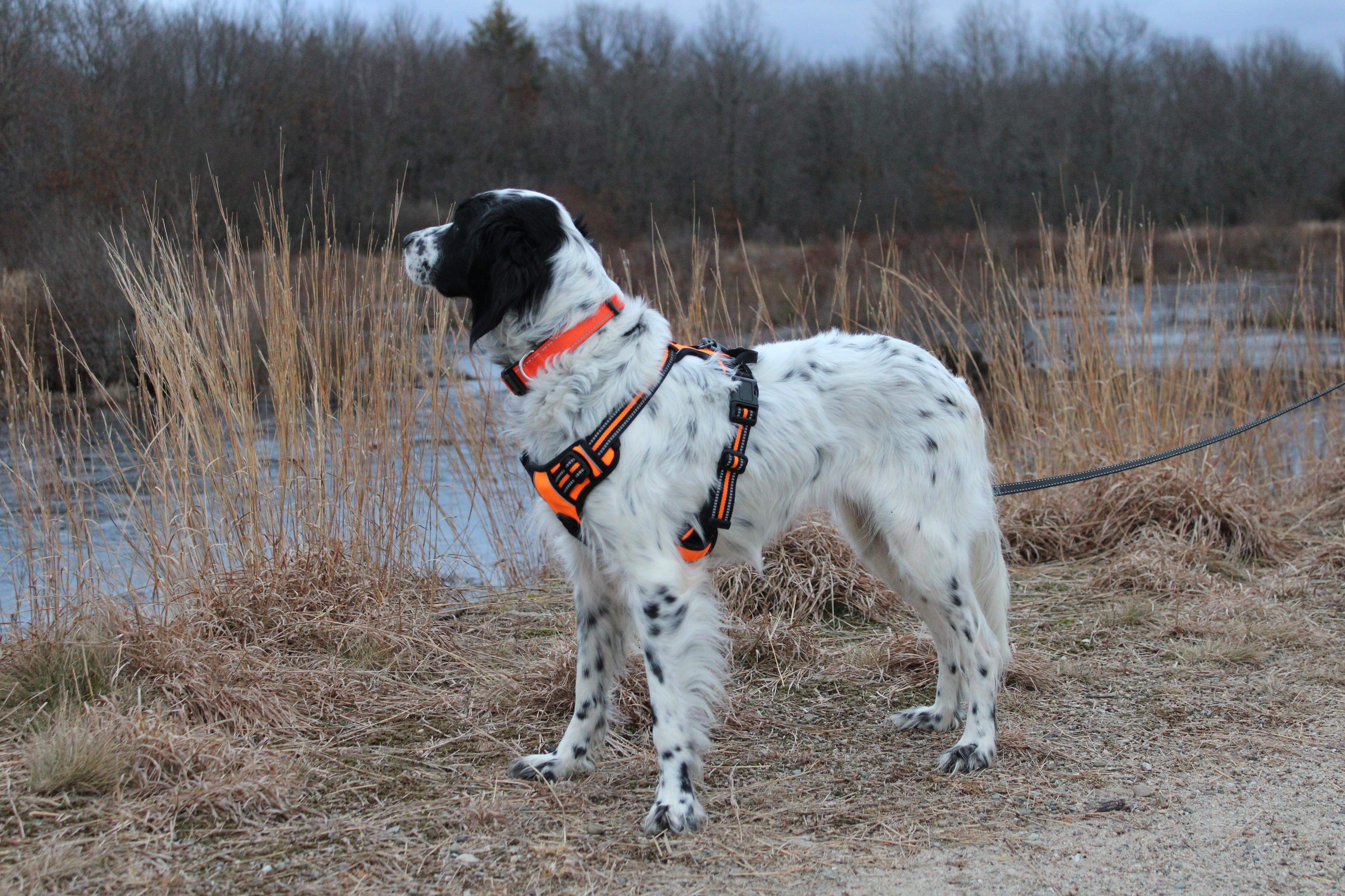 Dottie