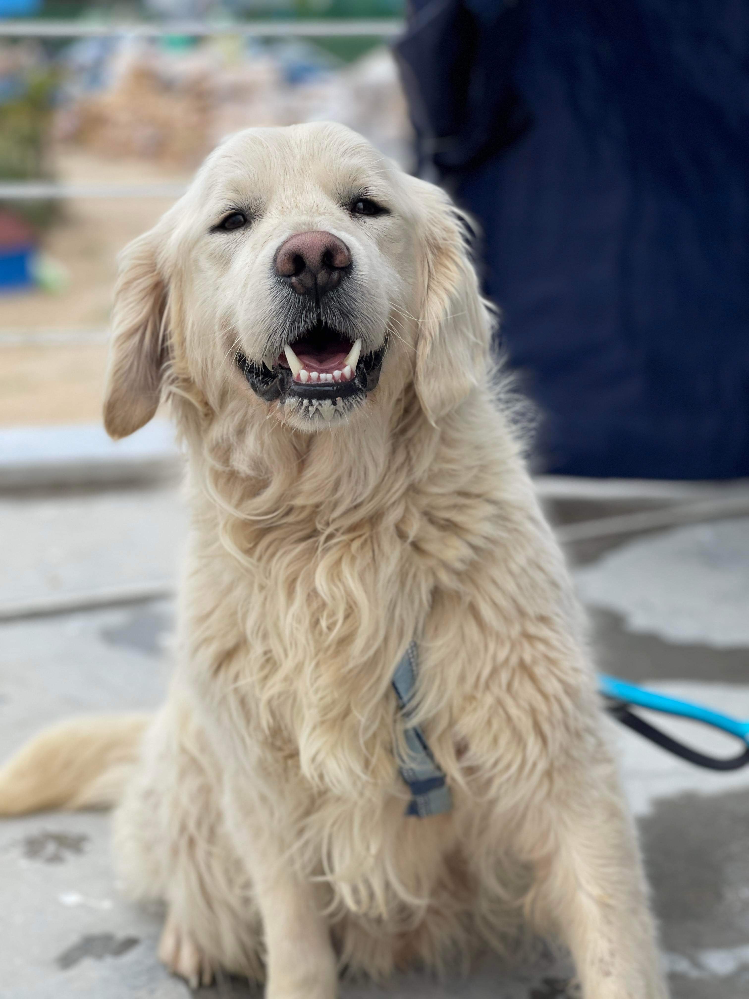 *ADOPTED* <br> Alfredo