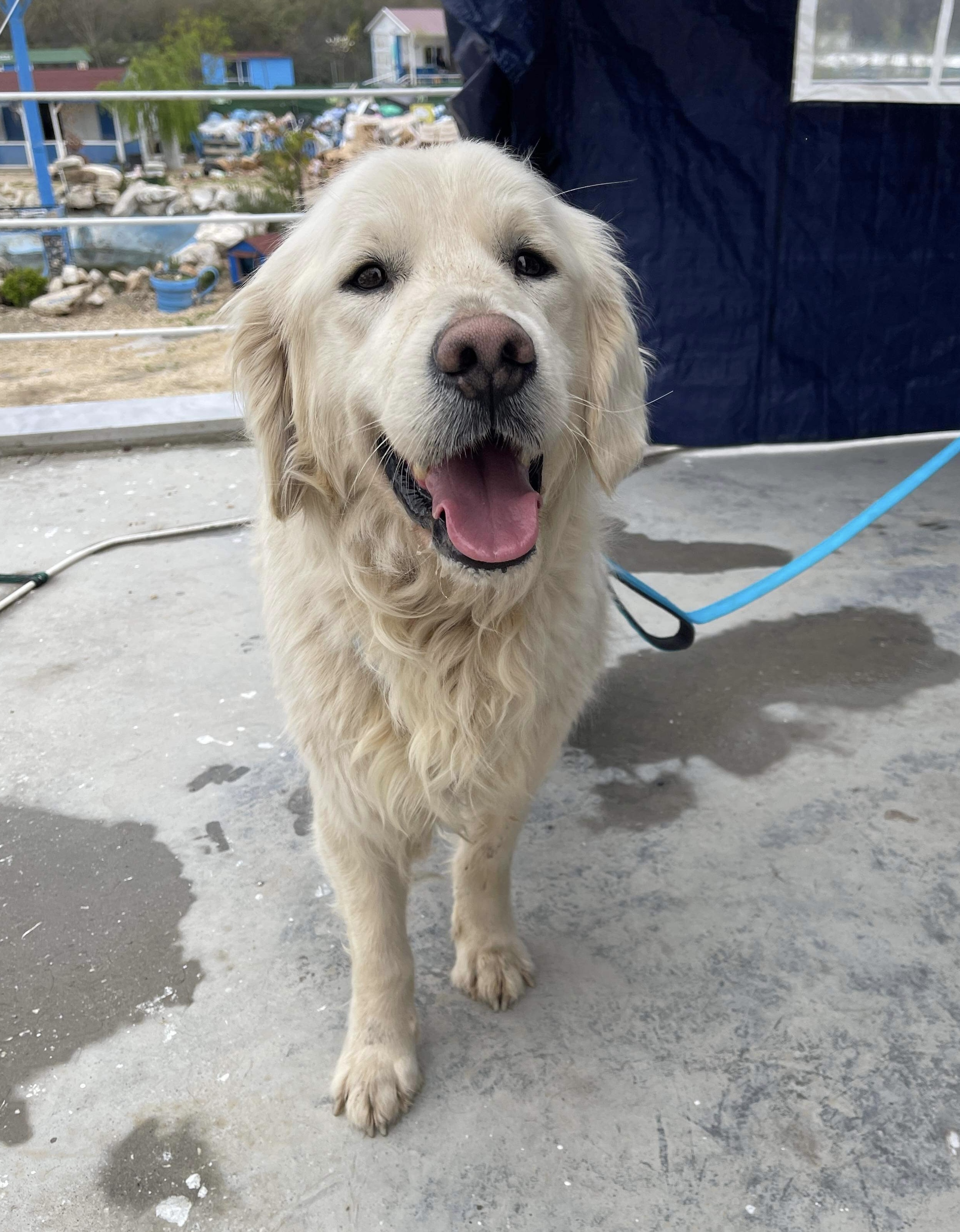 *ADOPTED* <br> Alfredo