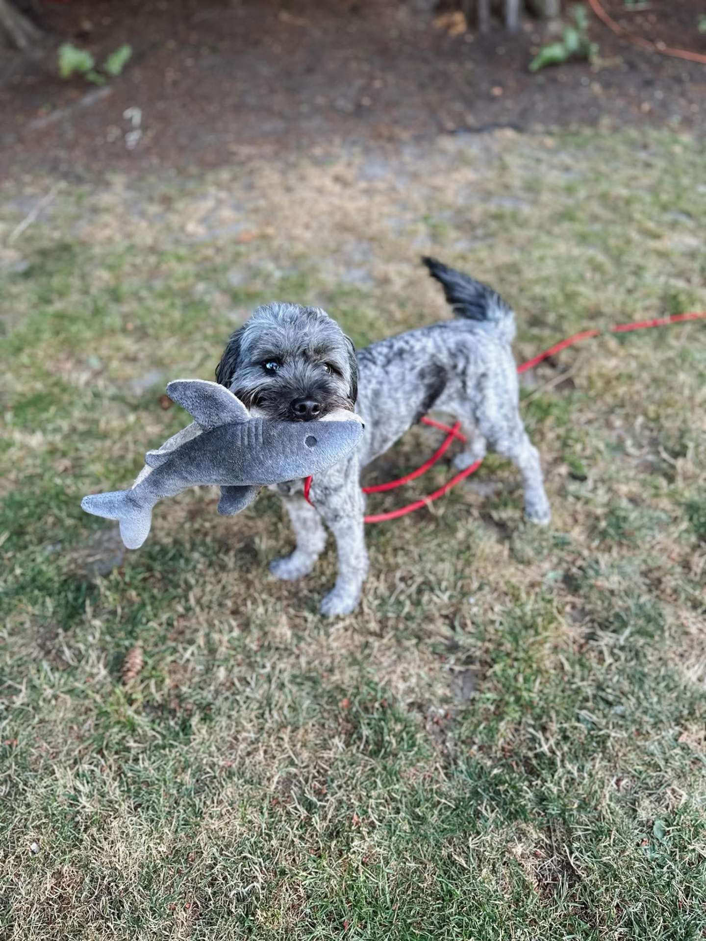 Winston