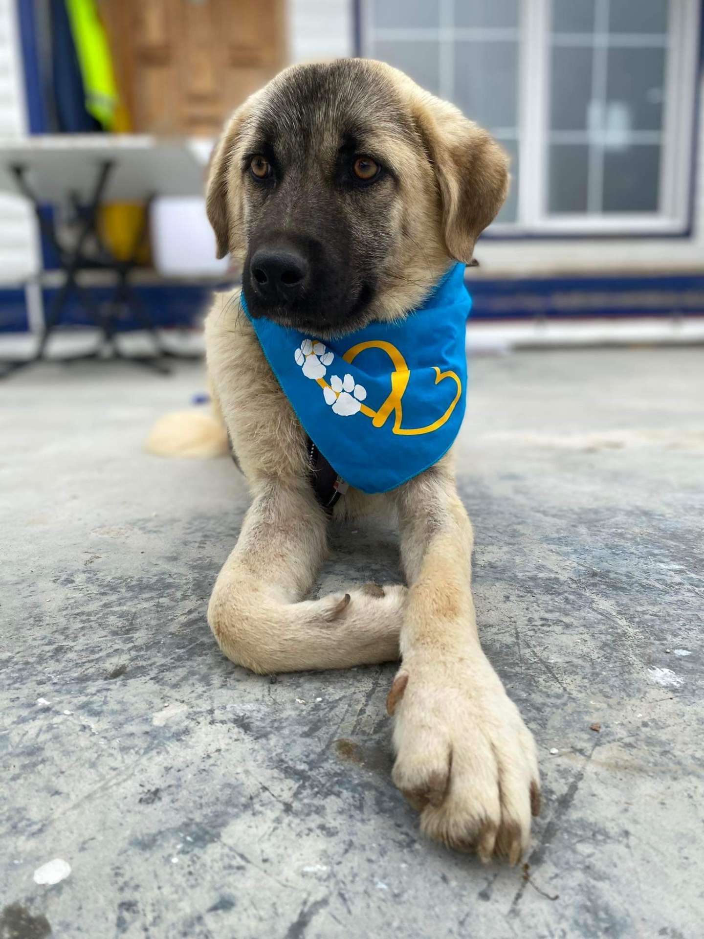 Delilah 