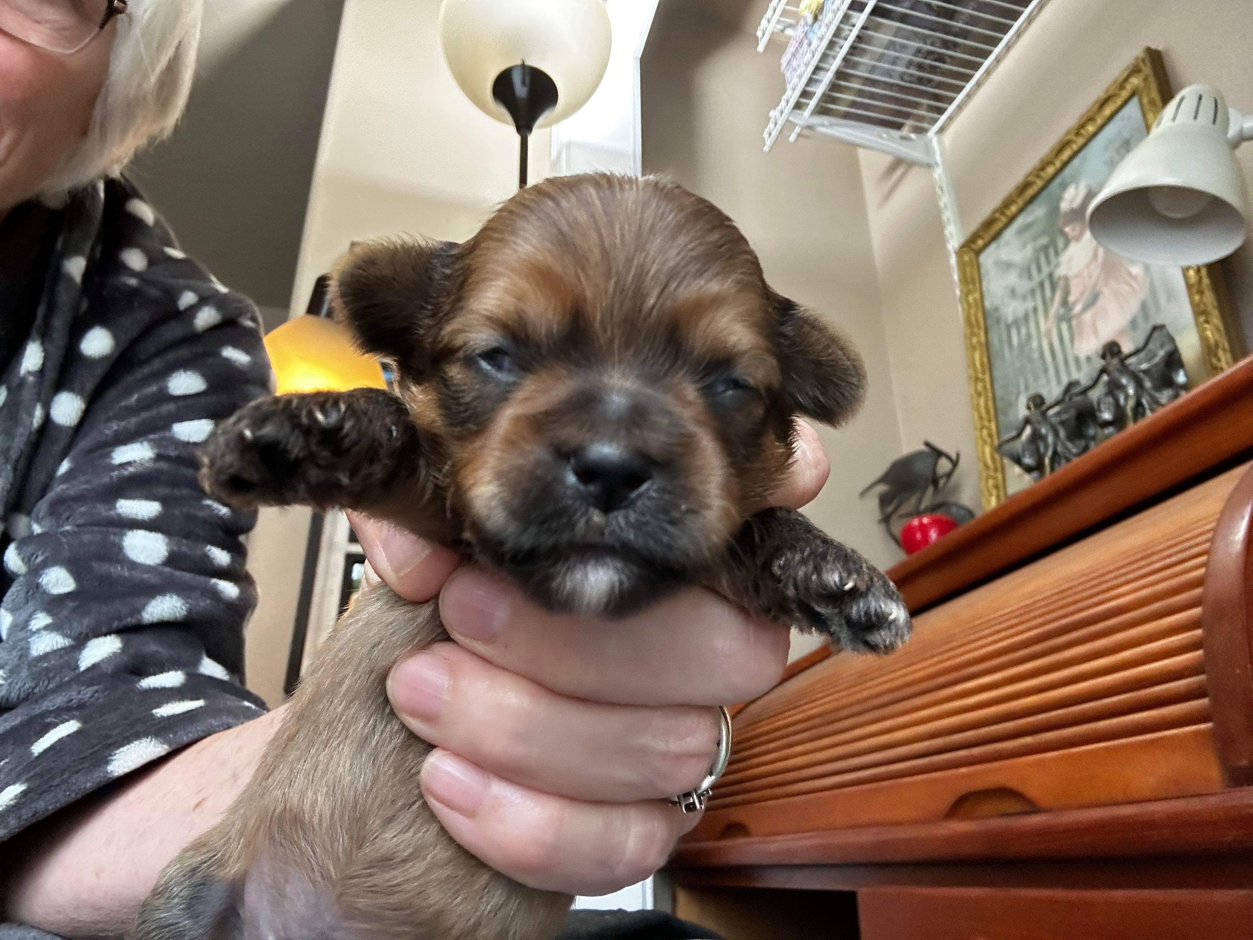 Peanut