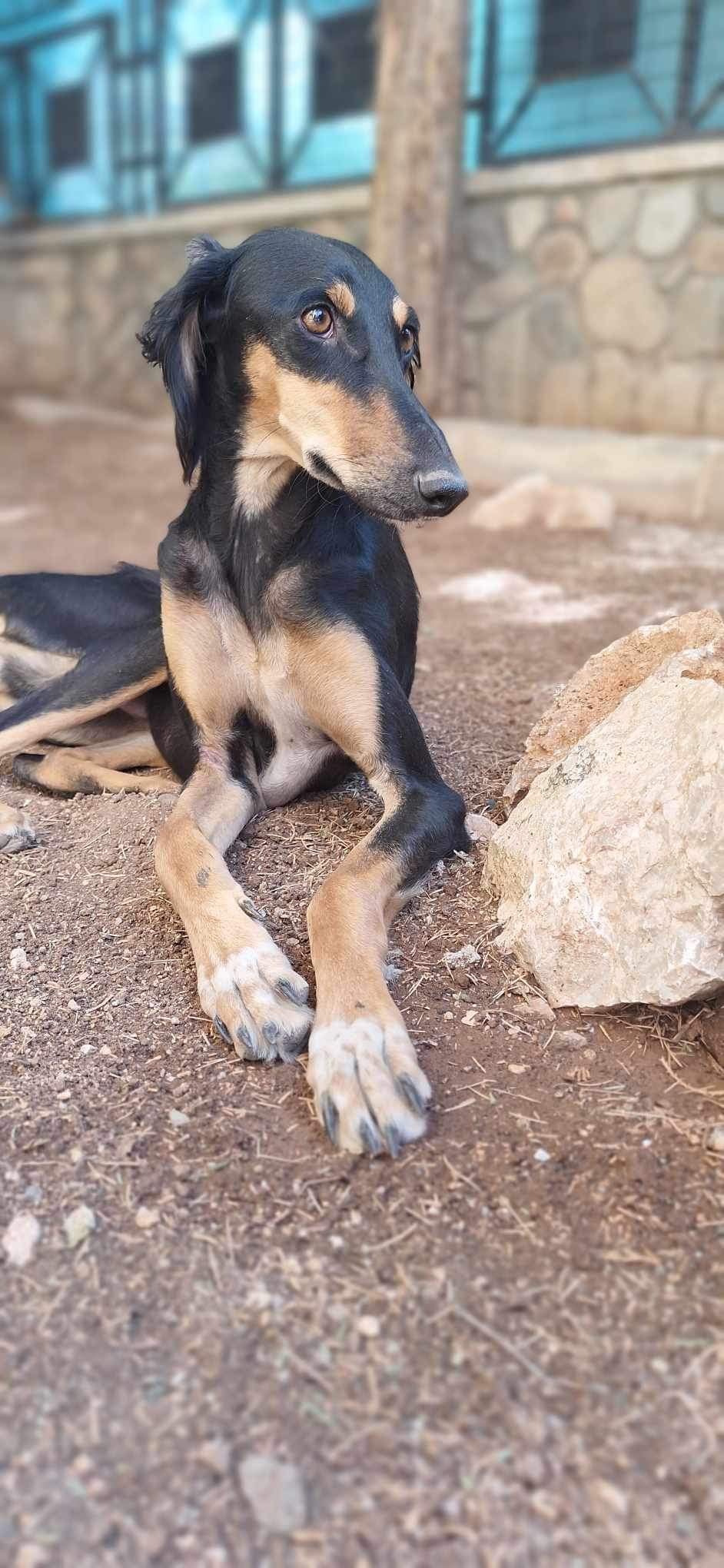 Griffin 