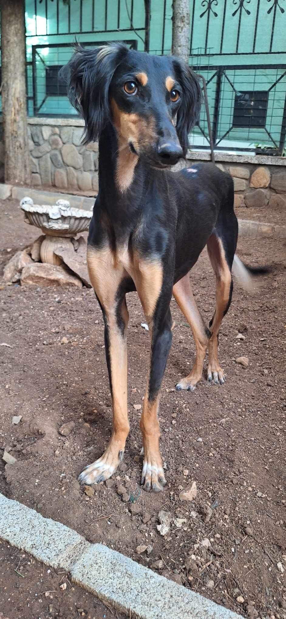 Griffin 