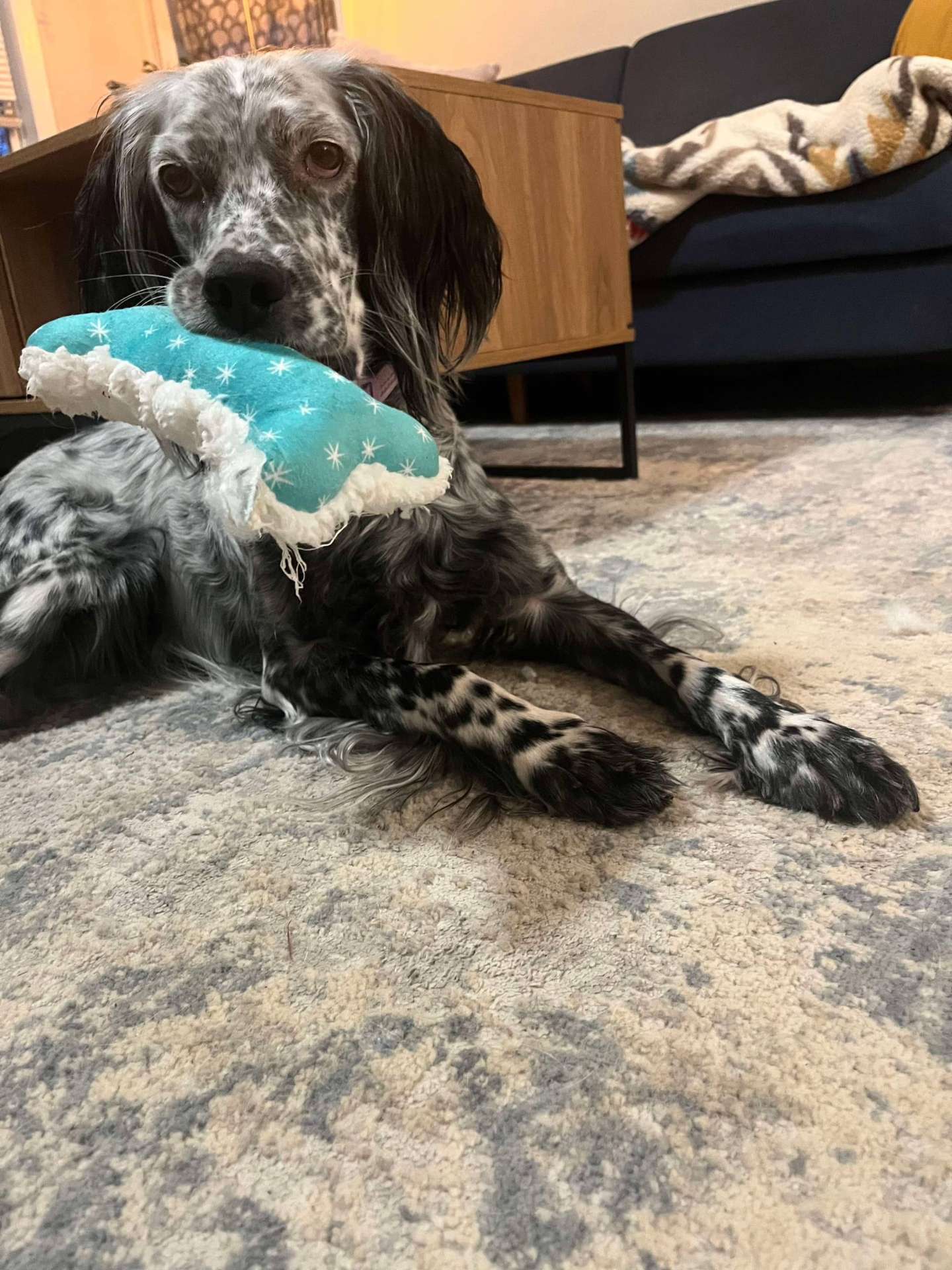 Maisie (fka Paisley) 