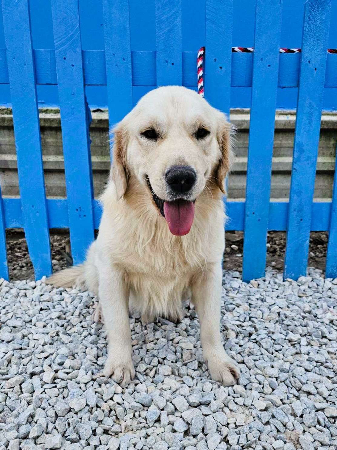 *ADOPTED* <br> Baker