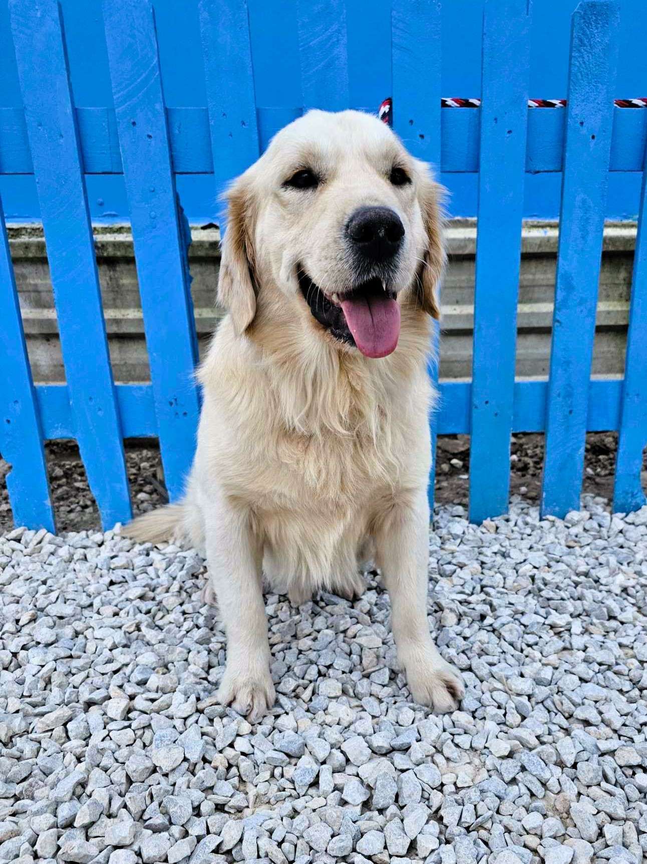 *ADOPTED* <br> Baker