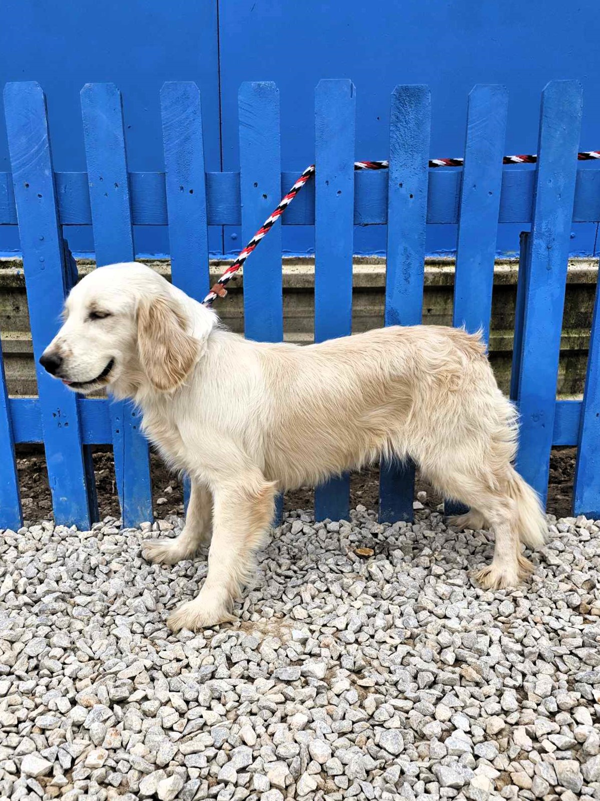 *ADOPTED* <br> Chai