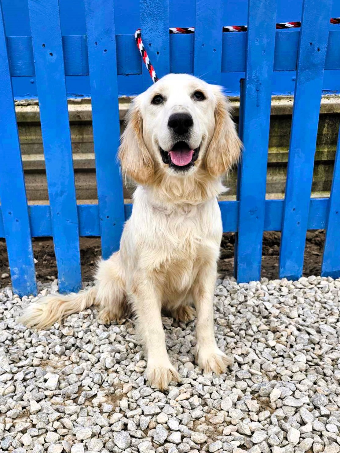 *ADOPTED* <br> Chai