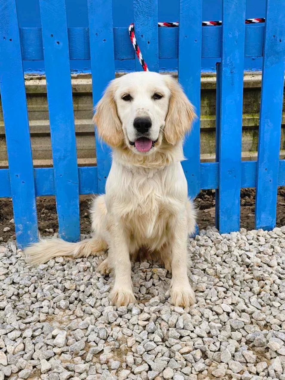 *ADOPTED* <br> Chai