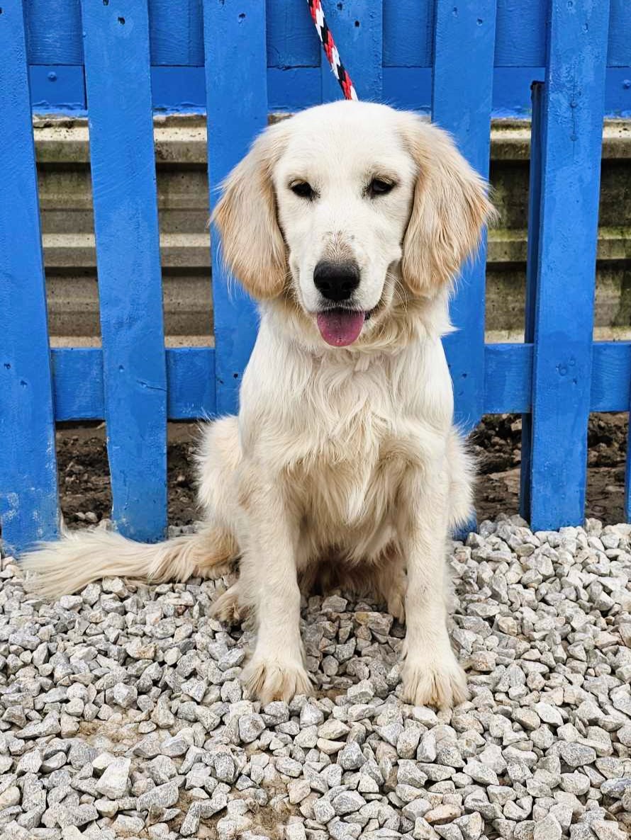 *ADOPTED* <br> Chai