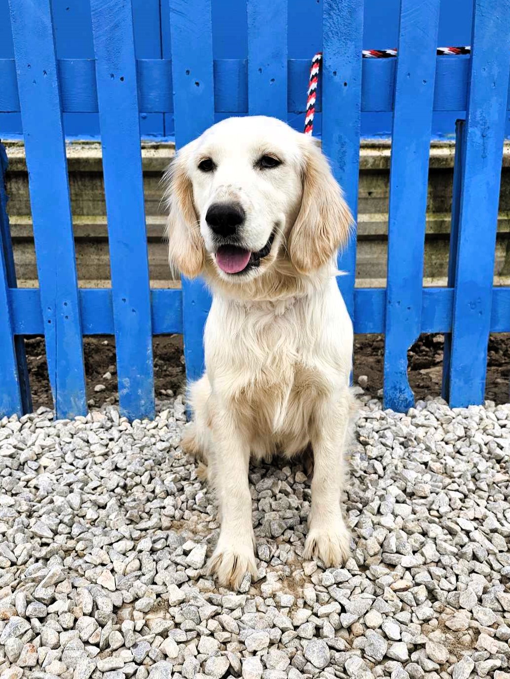 *ADOPTED* <br> Chai