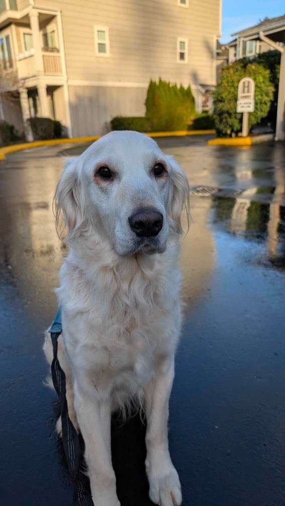 Cooper 