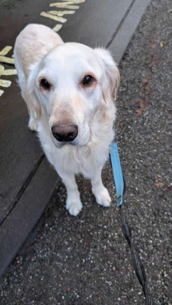 Cooper 