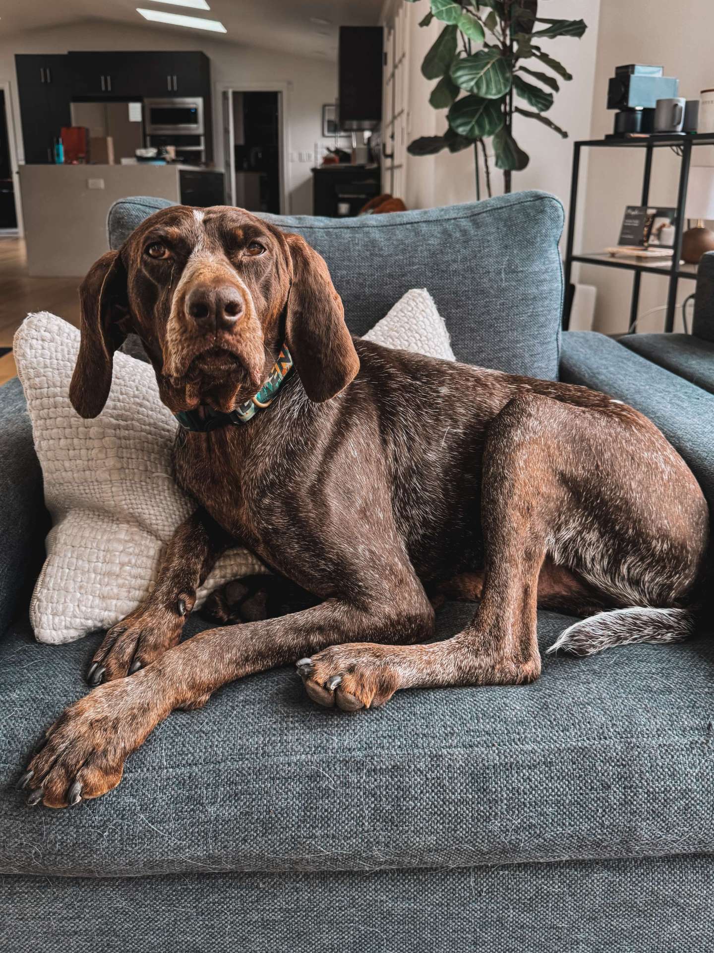 Duke