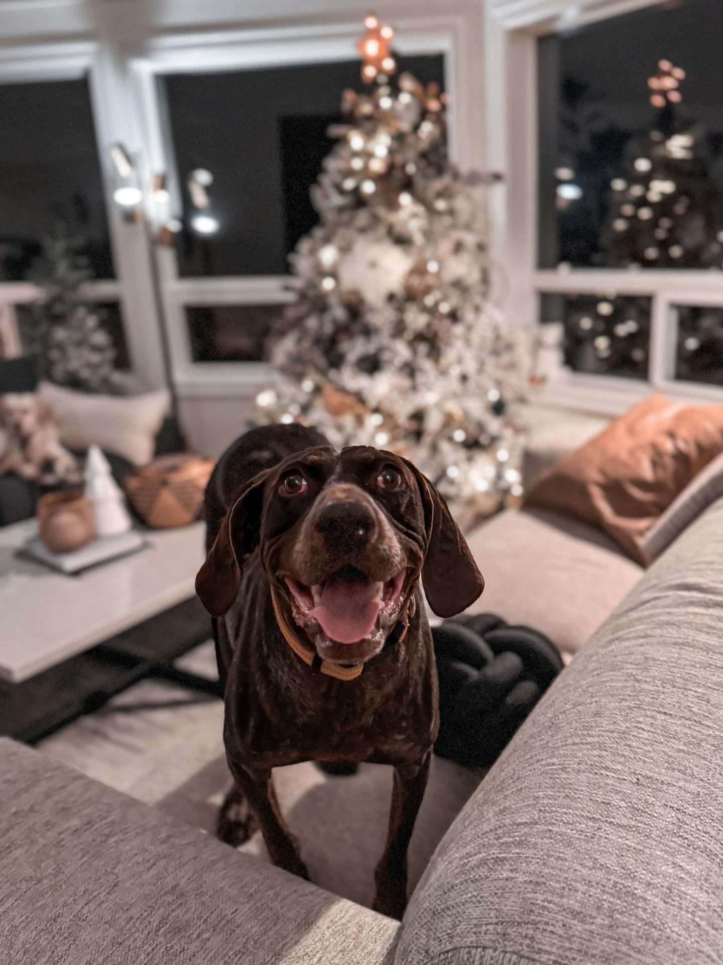 Duke