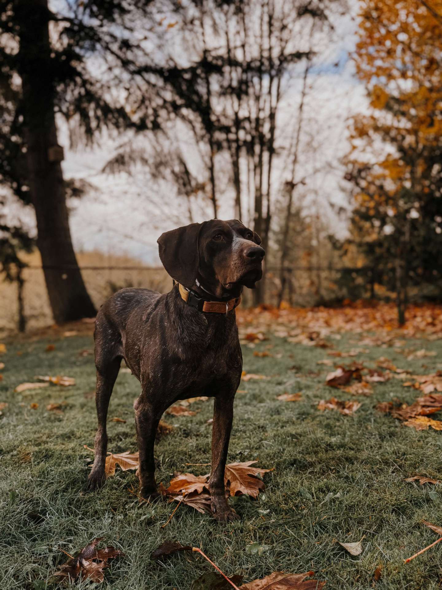 Duke