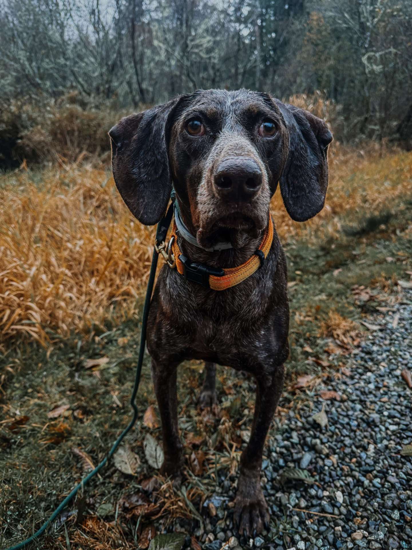 Duke