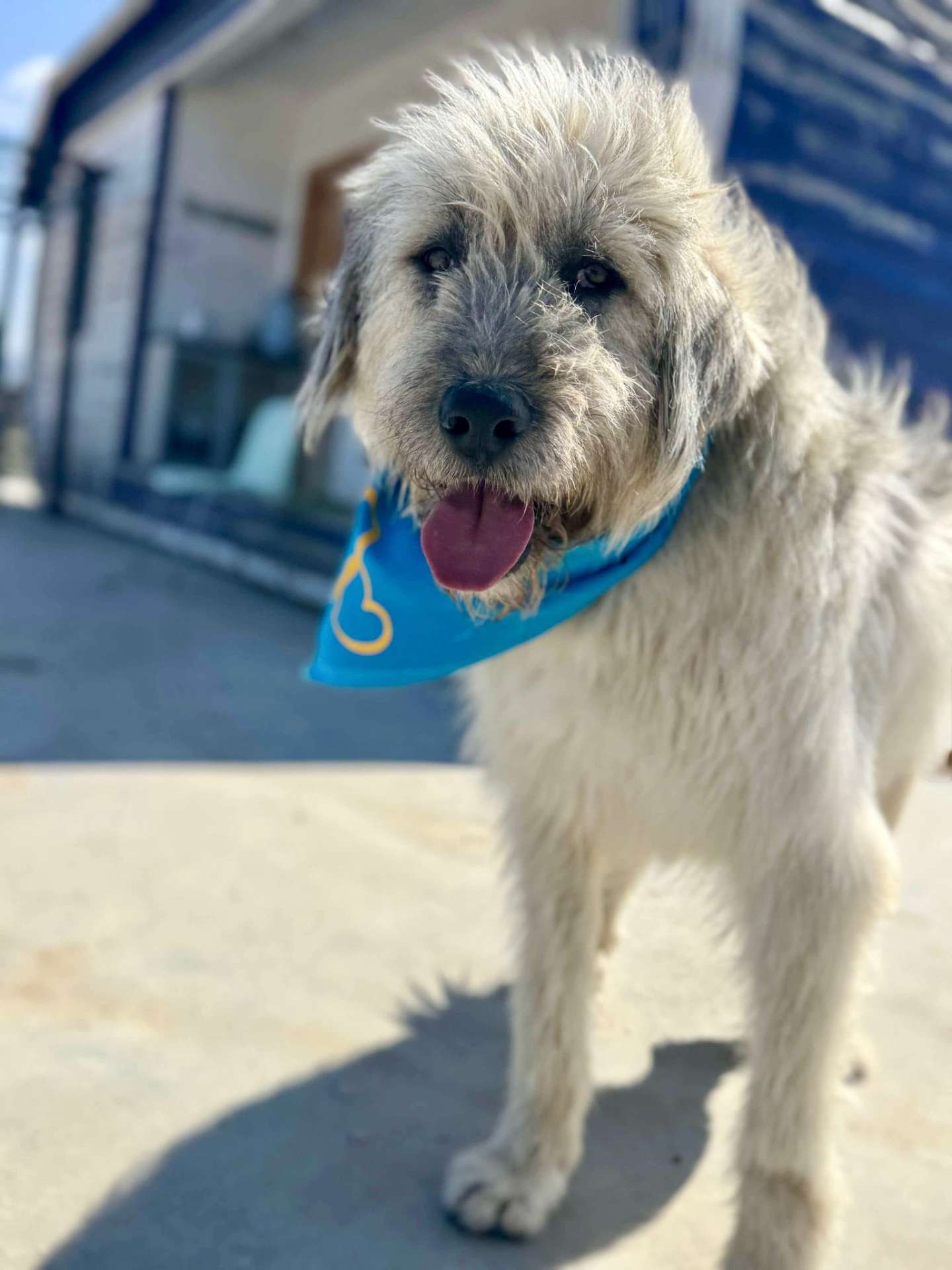 Archie 