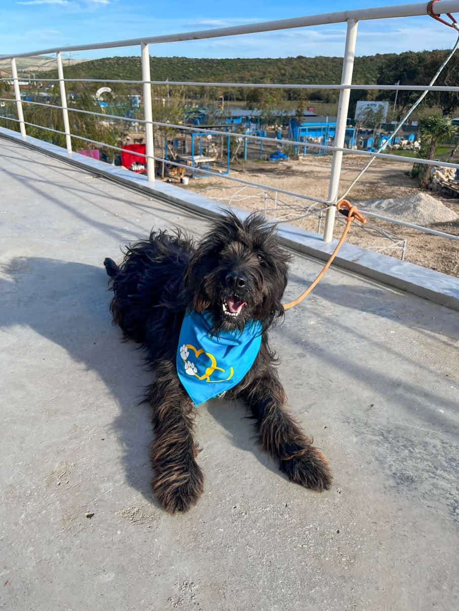 *ADOPTED* <br> Zeytin