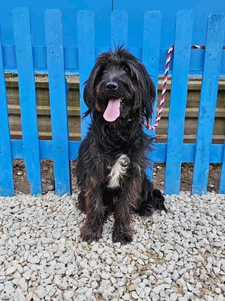 *ADOPTED* <br> Zeytin