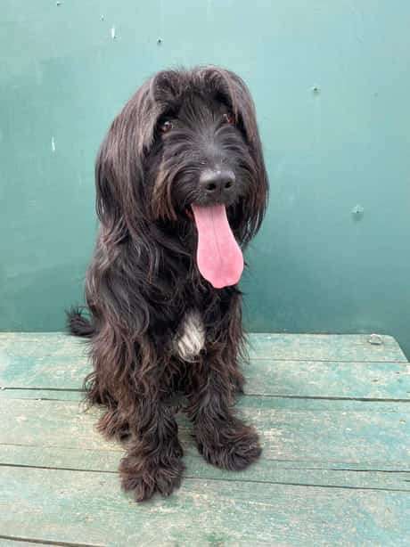 *ADOPTED* <br> Zeytin