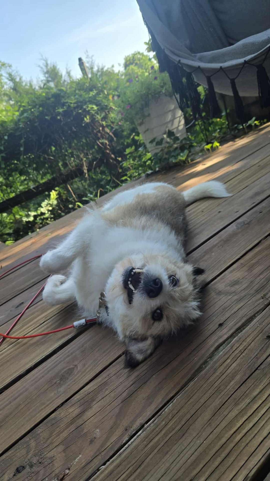 Ramona