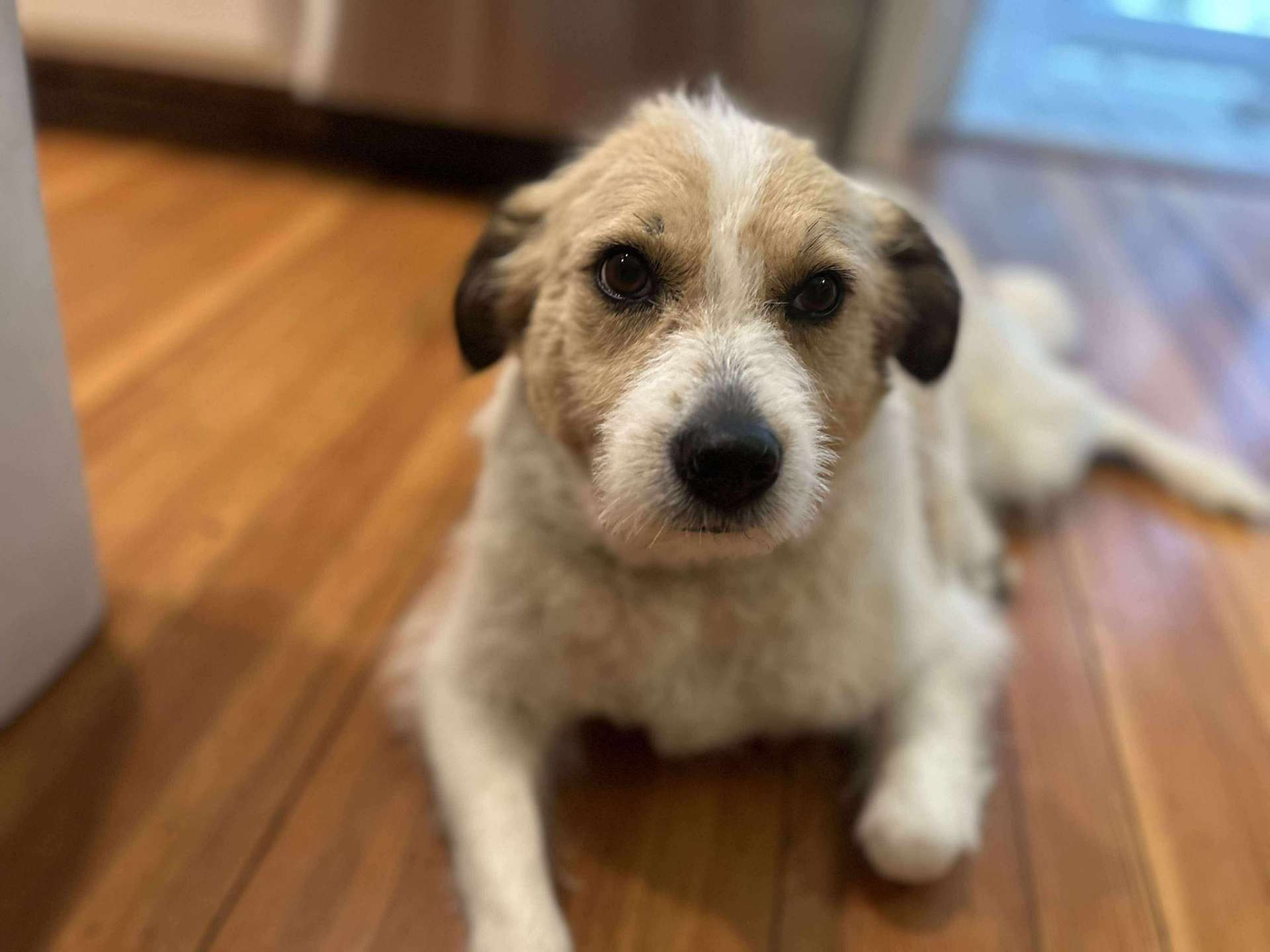 Ramona