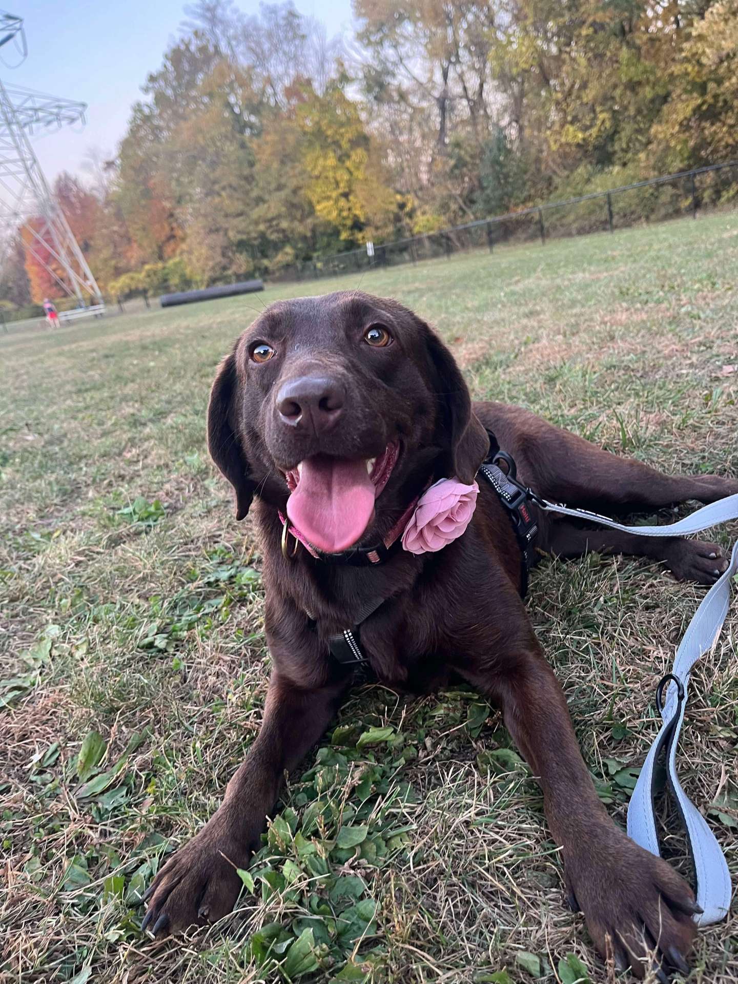 Bal 
