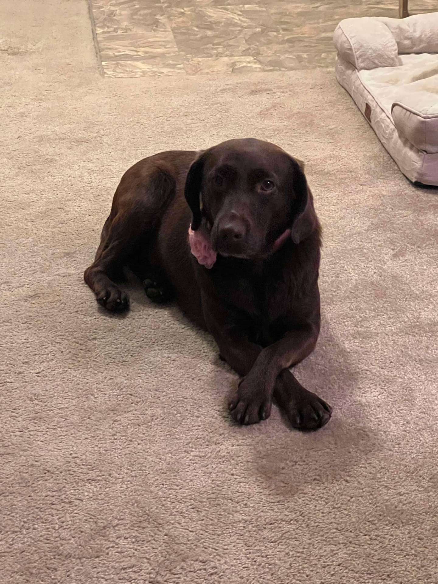 Bal 